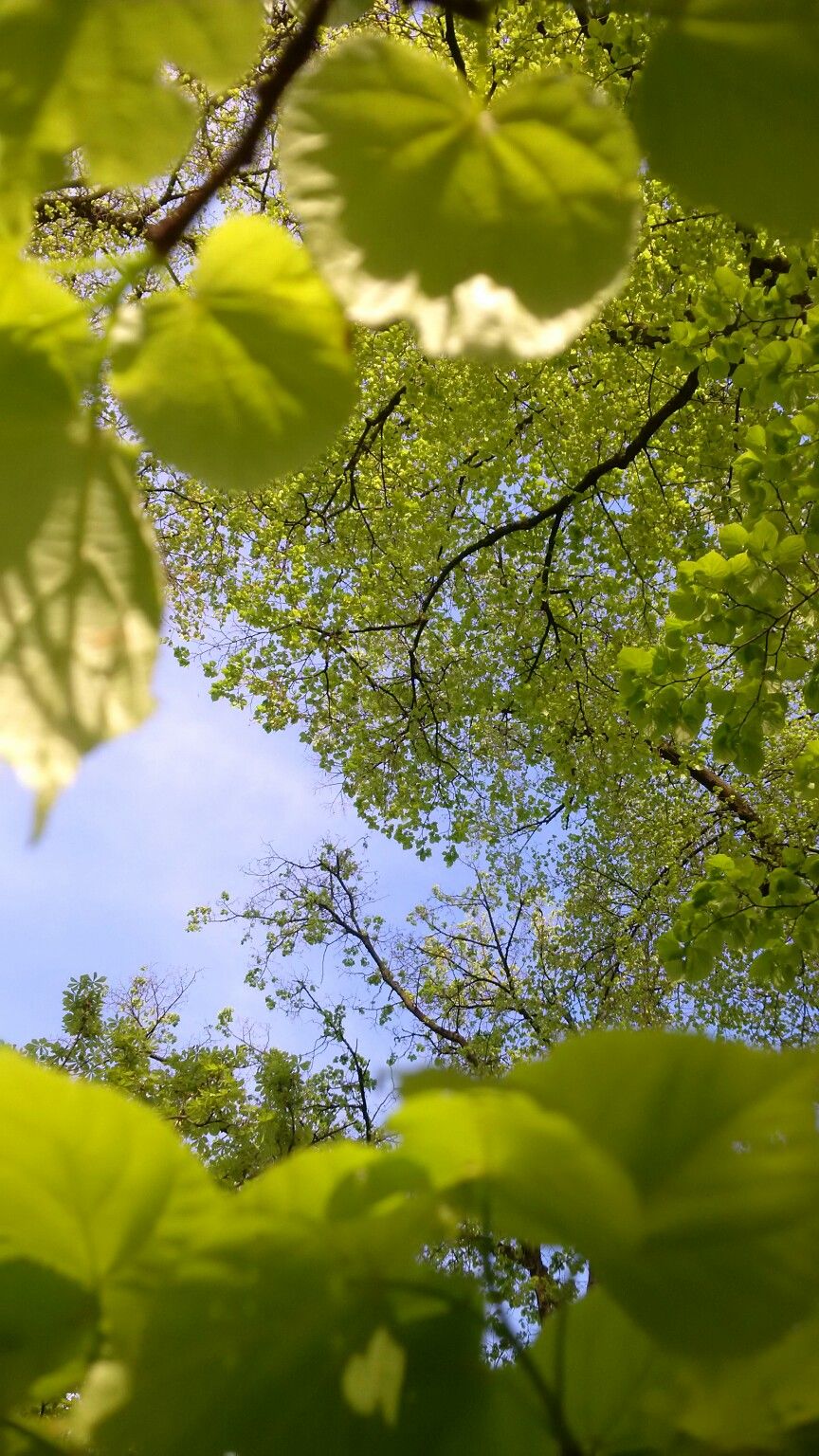 Spring Green. Aesthetic photography nature, Nature photography, Nature aesthetic