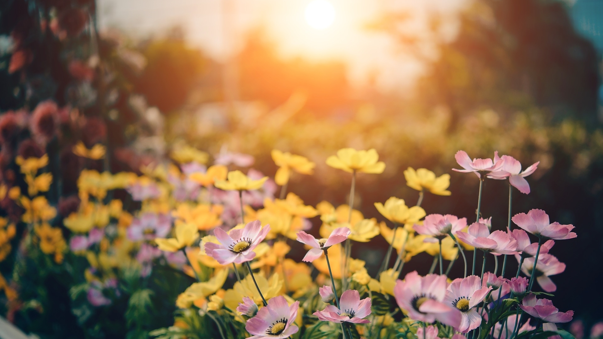 spring 1080P, 2k, 4k Full HD Wallpaper, Background Free Download. Wallpaper Crafter