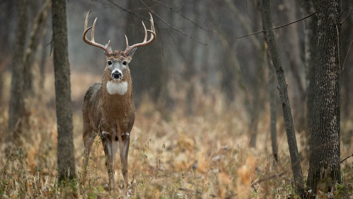 How To Kill a Big Buck at the End of the Rut. MeatEater Wired To Hunt