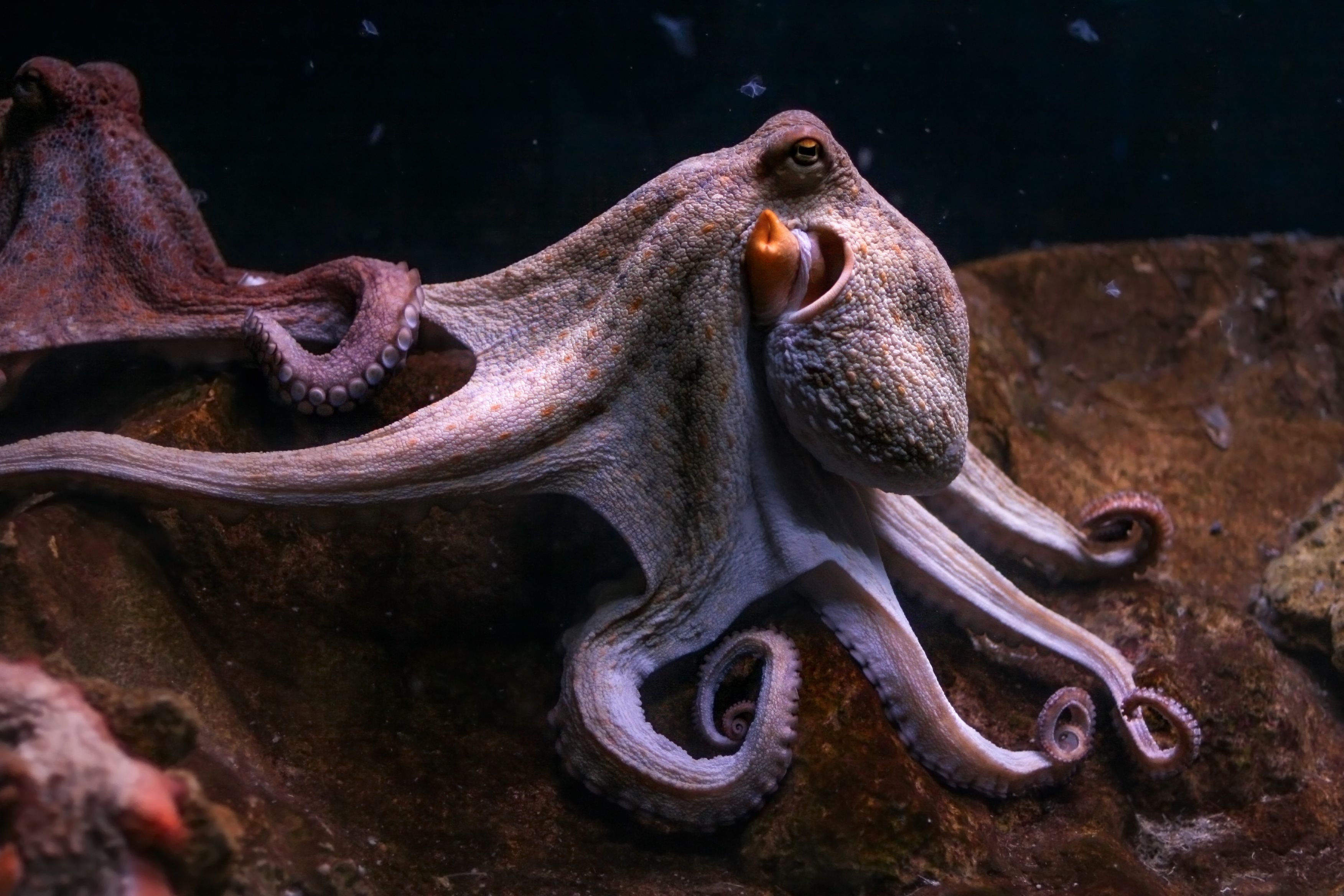 Octopus Орхидея Фото