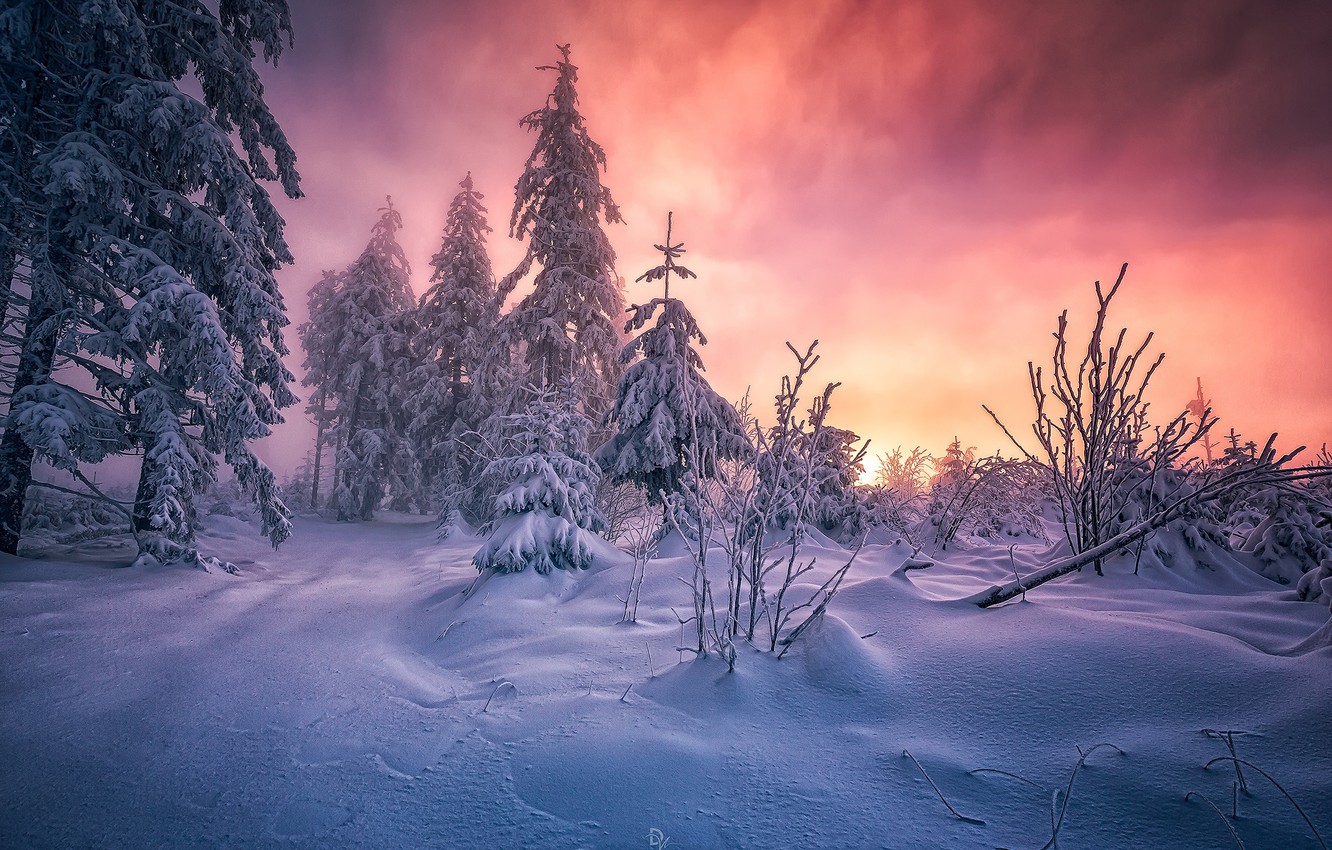 Black Forest Winter Wallpaper