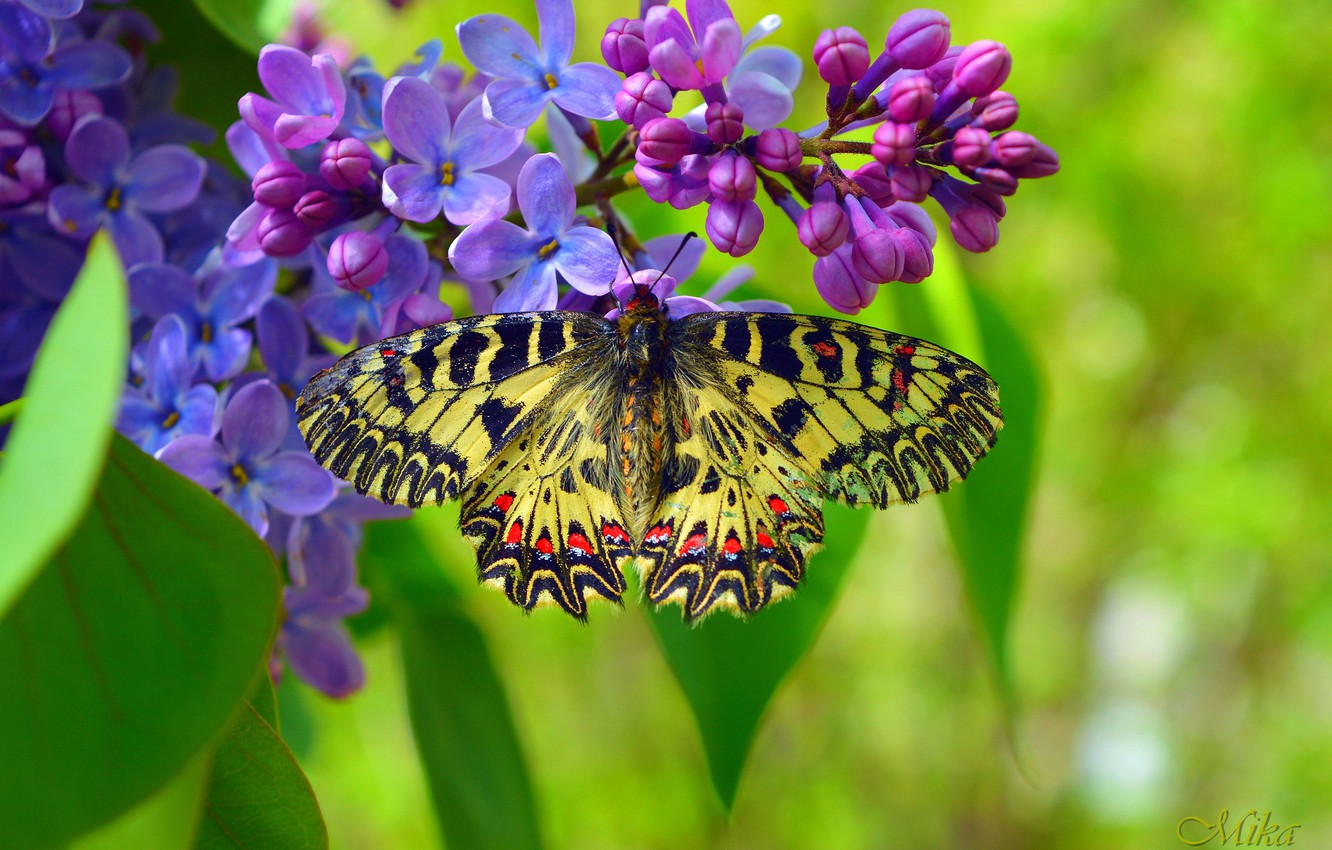 Wallpaper Macro, Spring, Butterfly, Spring, Macro, Butterfly image for desktop, section макро
