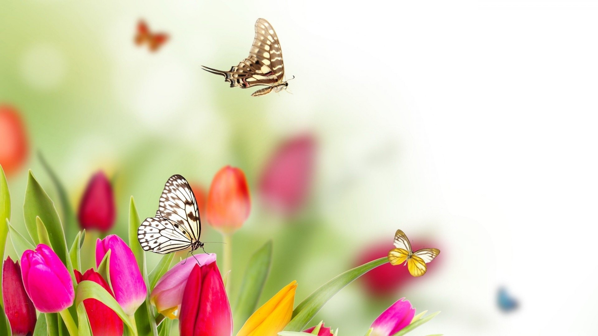 HD Butterfly Garden of Tulip Flowers Gallery HD Wallpaper