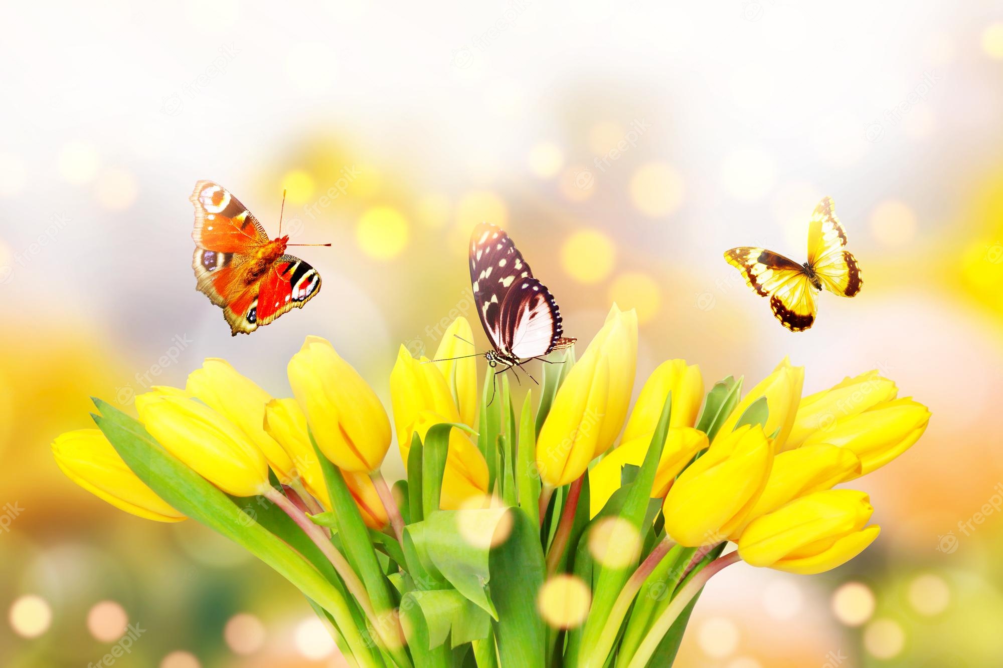 Premium Photo. Beautiful tulips and butterflies spring nature background for web banner