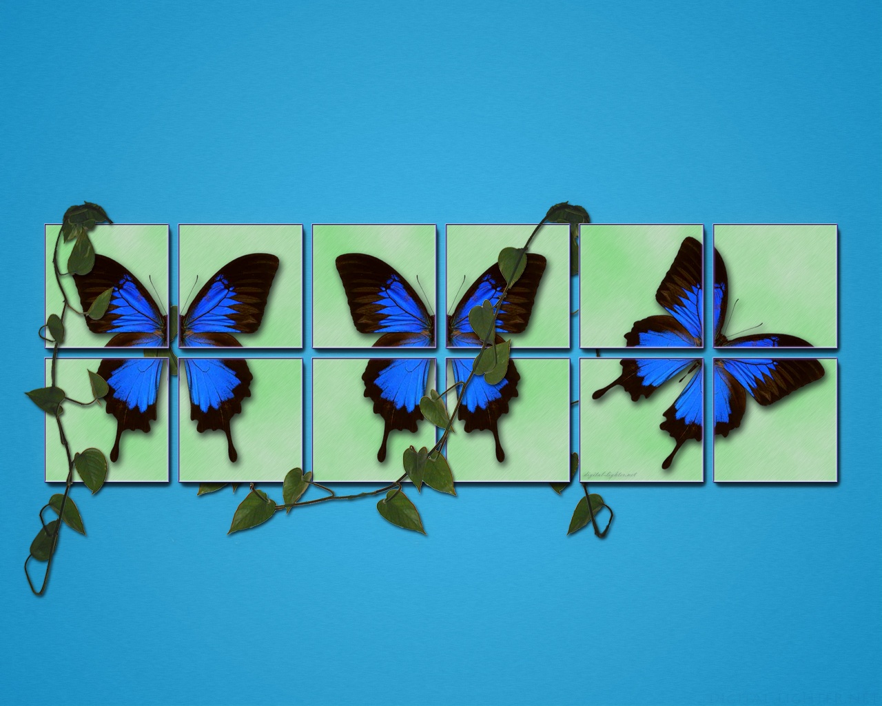Spring blue butterfly wallpaper. Spring blue butterfly