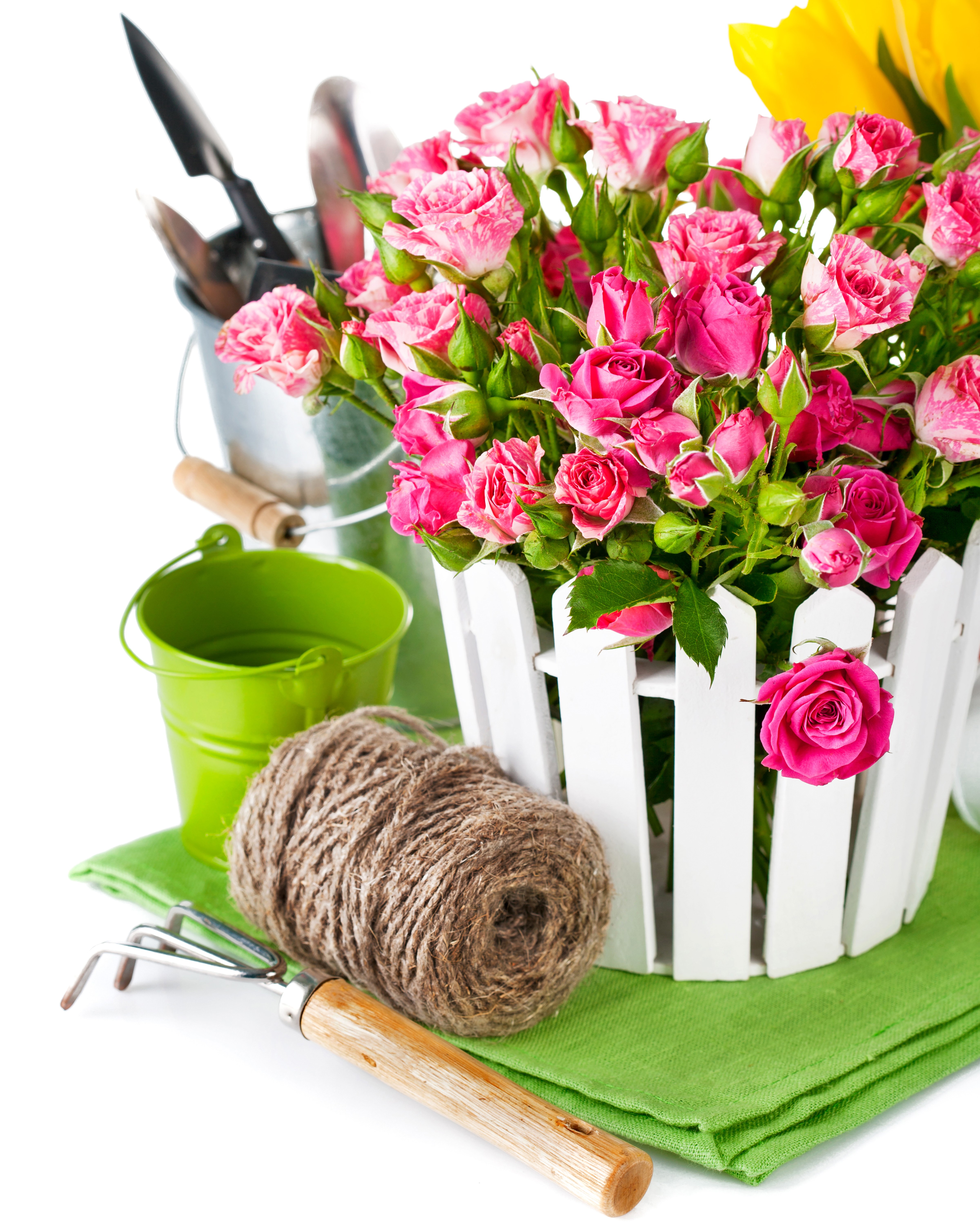 4K, Roses, White background, Bucket, Pink color Gallery HD Wallpaper