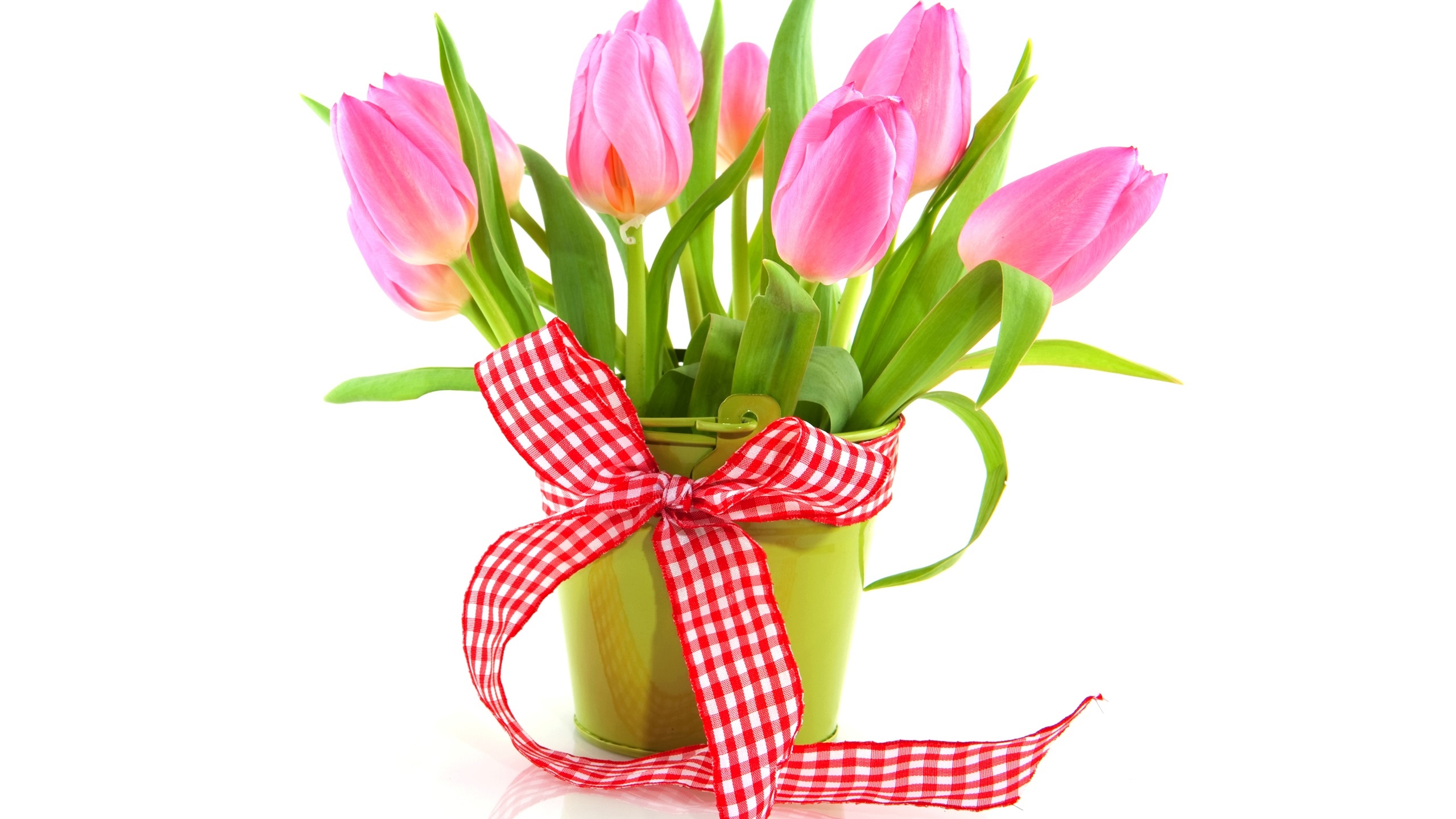 Wallpaper, tulips, flowers, white background, bucket, ribbon 2560x1440