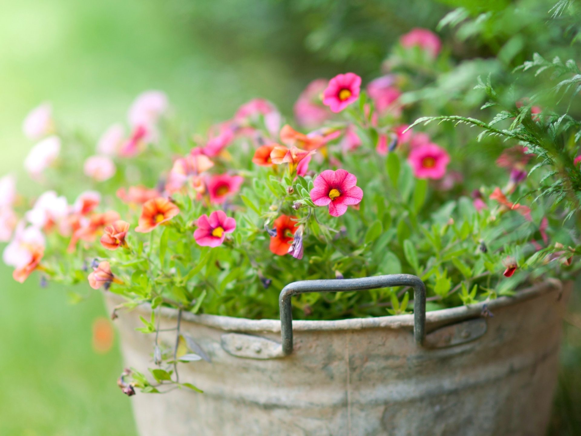 Little Flowers In The Bucket Green Background 2560x1600, Wallpaper13.com