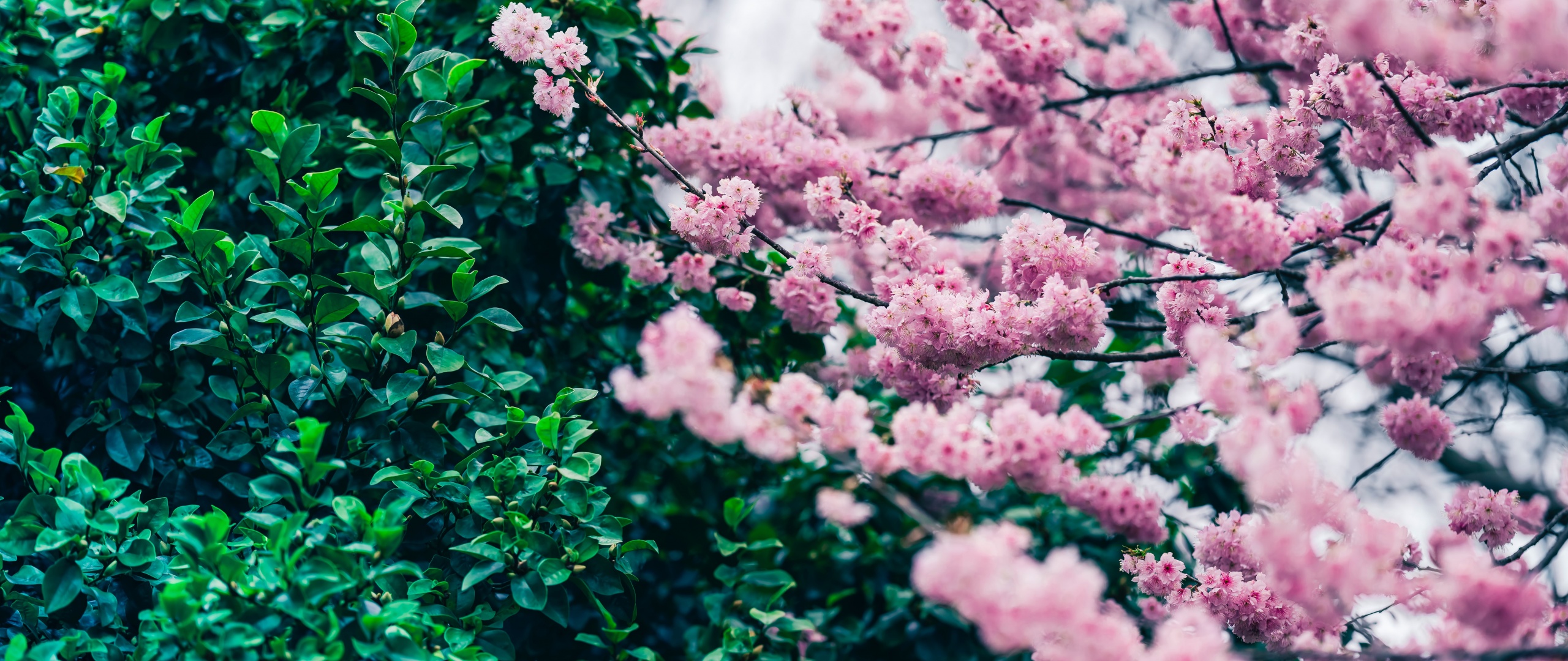 Cherry blossom Wallpaper 4K, Green leaves, Flowers