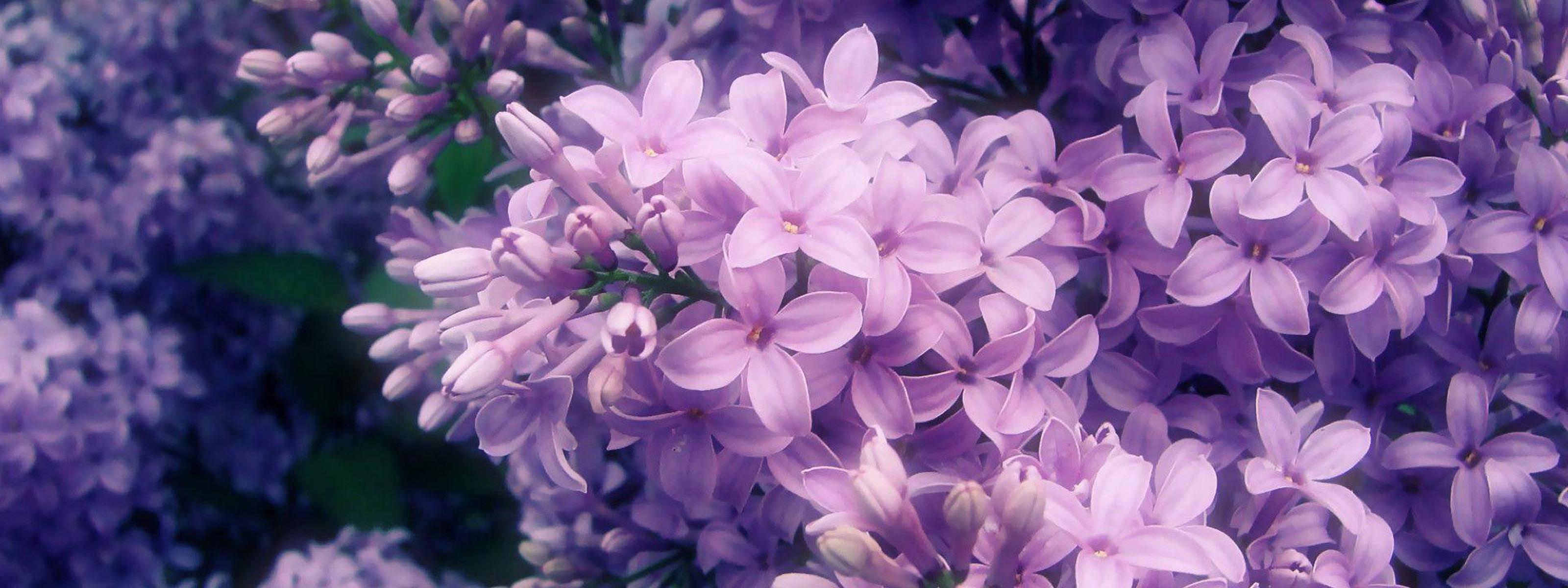 The most perfumed Spring flowers and pink Lilac