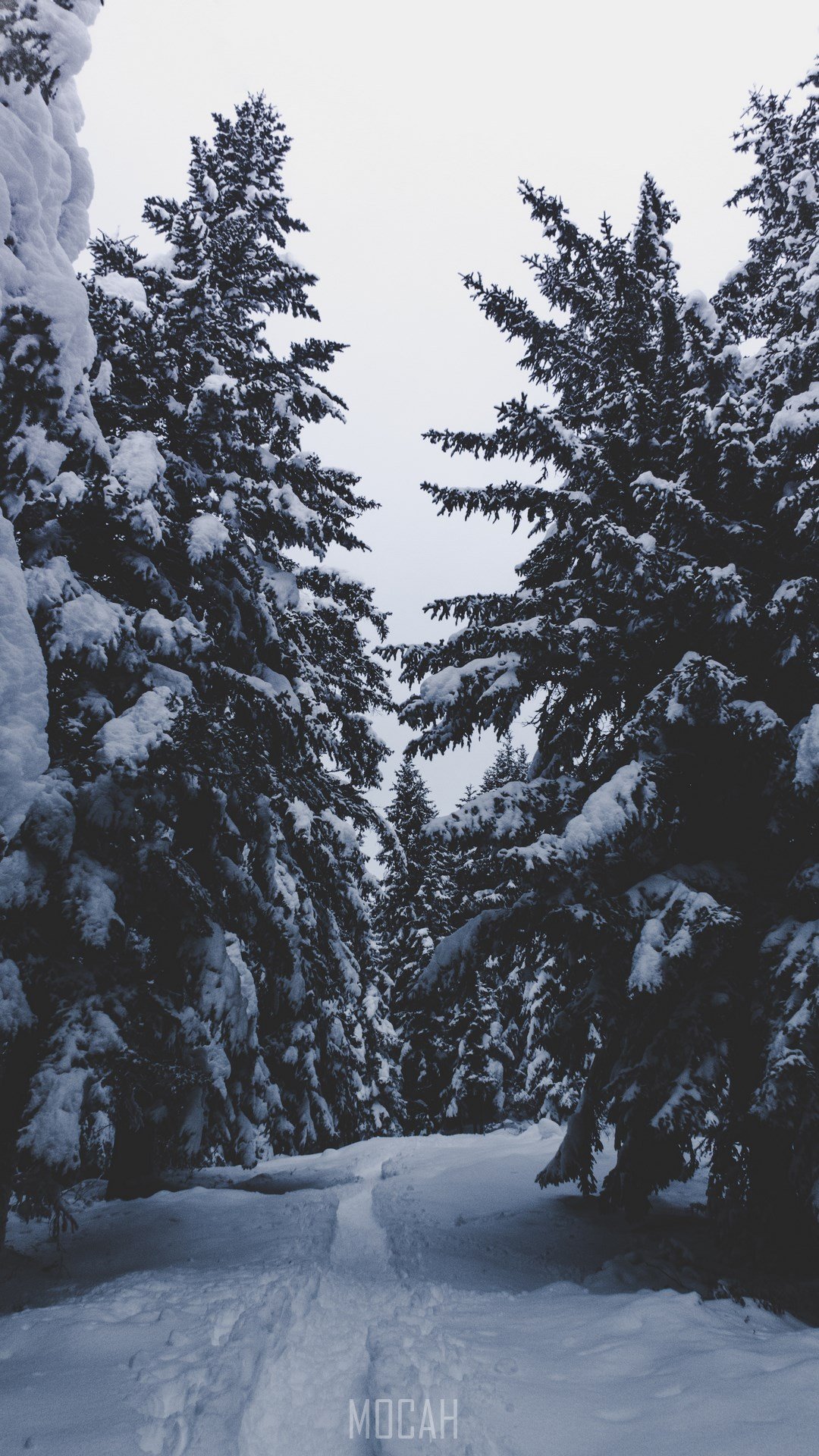Snow, Winter, Tree, Freezing, Woody Plant, Tecno Mobile Phantom 8 background, 1080x1920 Gallery HD Wallpaper