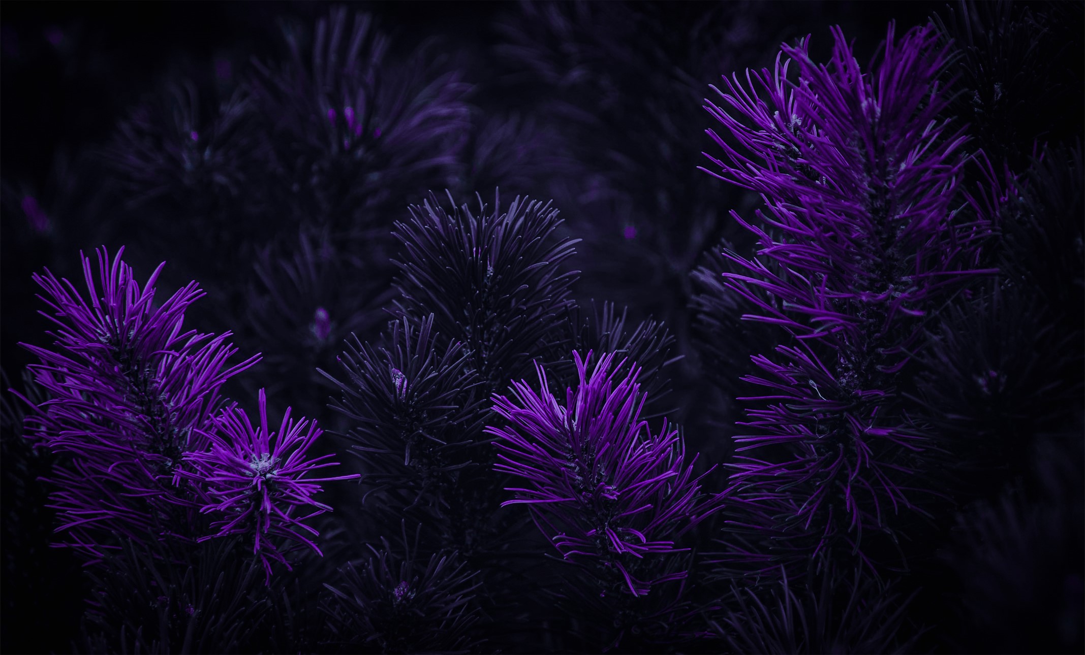 purple background, matte paint, dark, flowers, Photohop Gallery HD Wallpaper