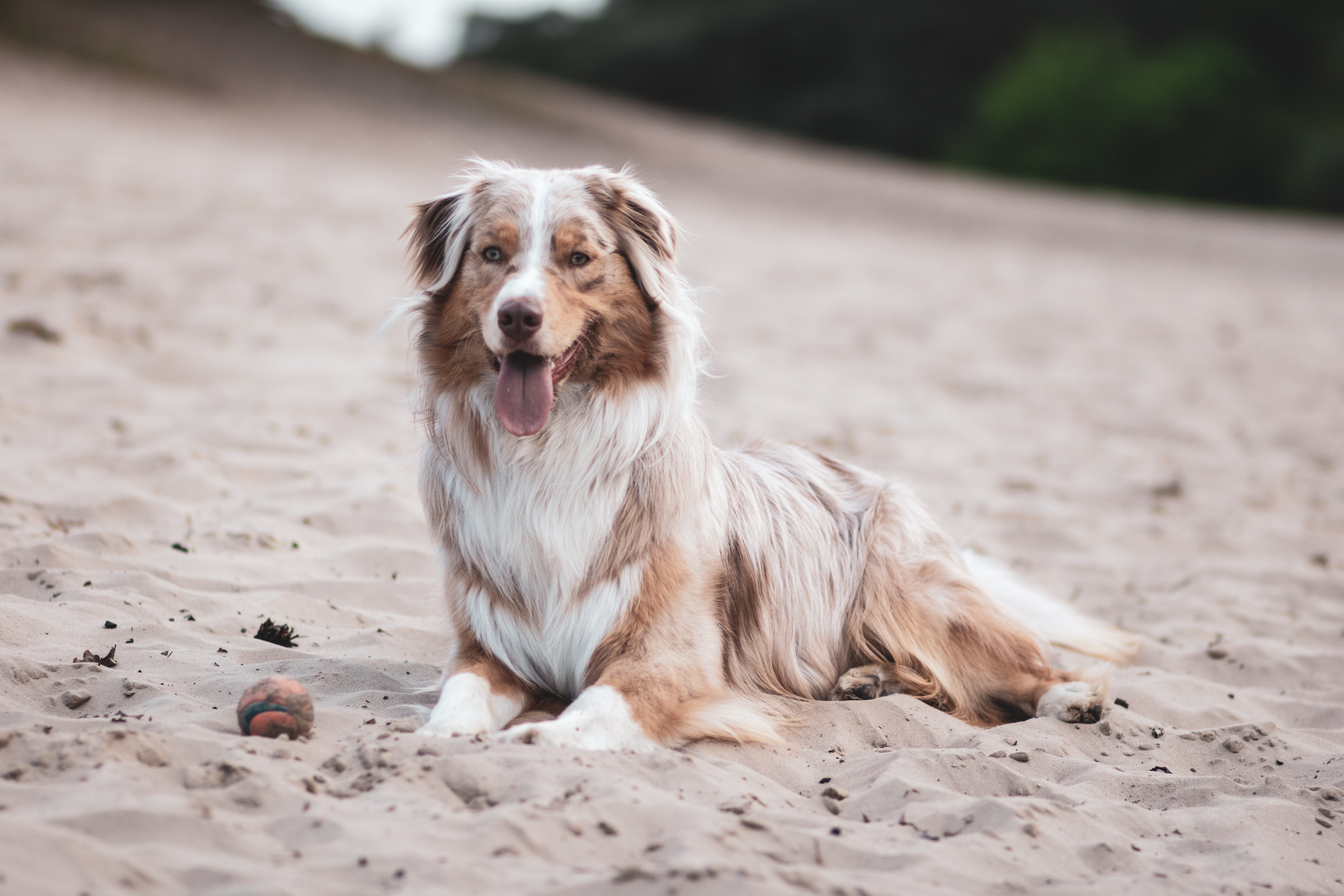 Australian Shepherd Photo, Download The BEST Free Australian Shepherd & HD Image