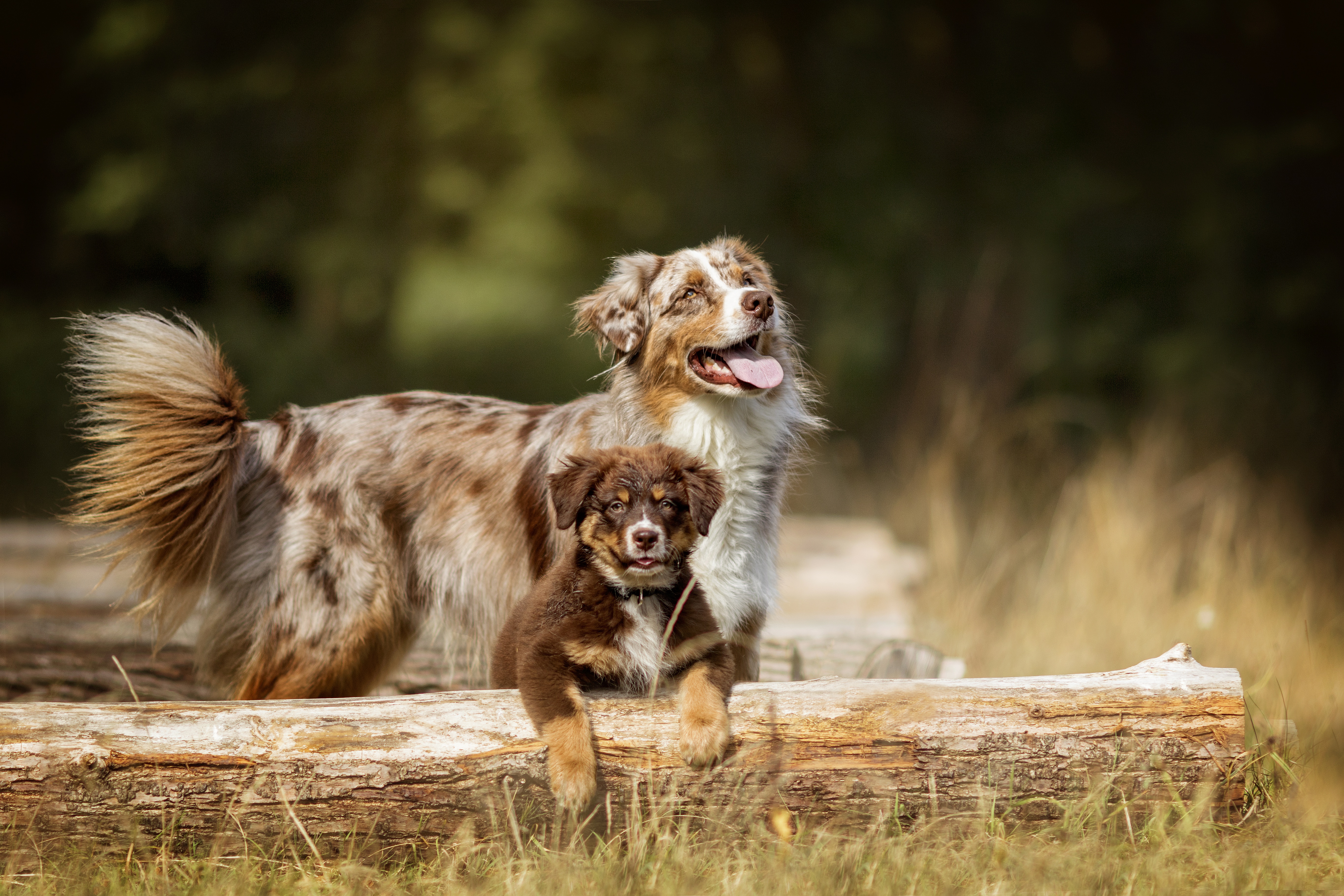 Australian Shepherd HD Wallpaper and Background