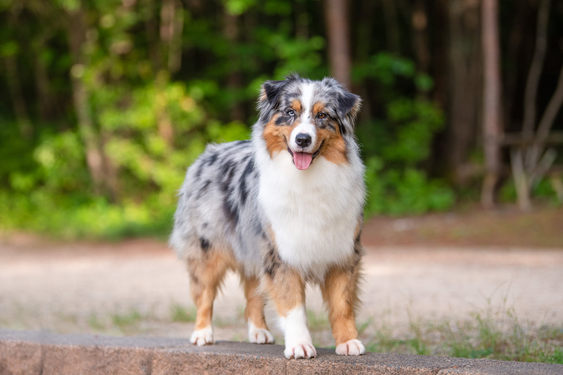 Aussies Wallpapers - Wallpaper Cave