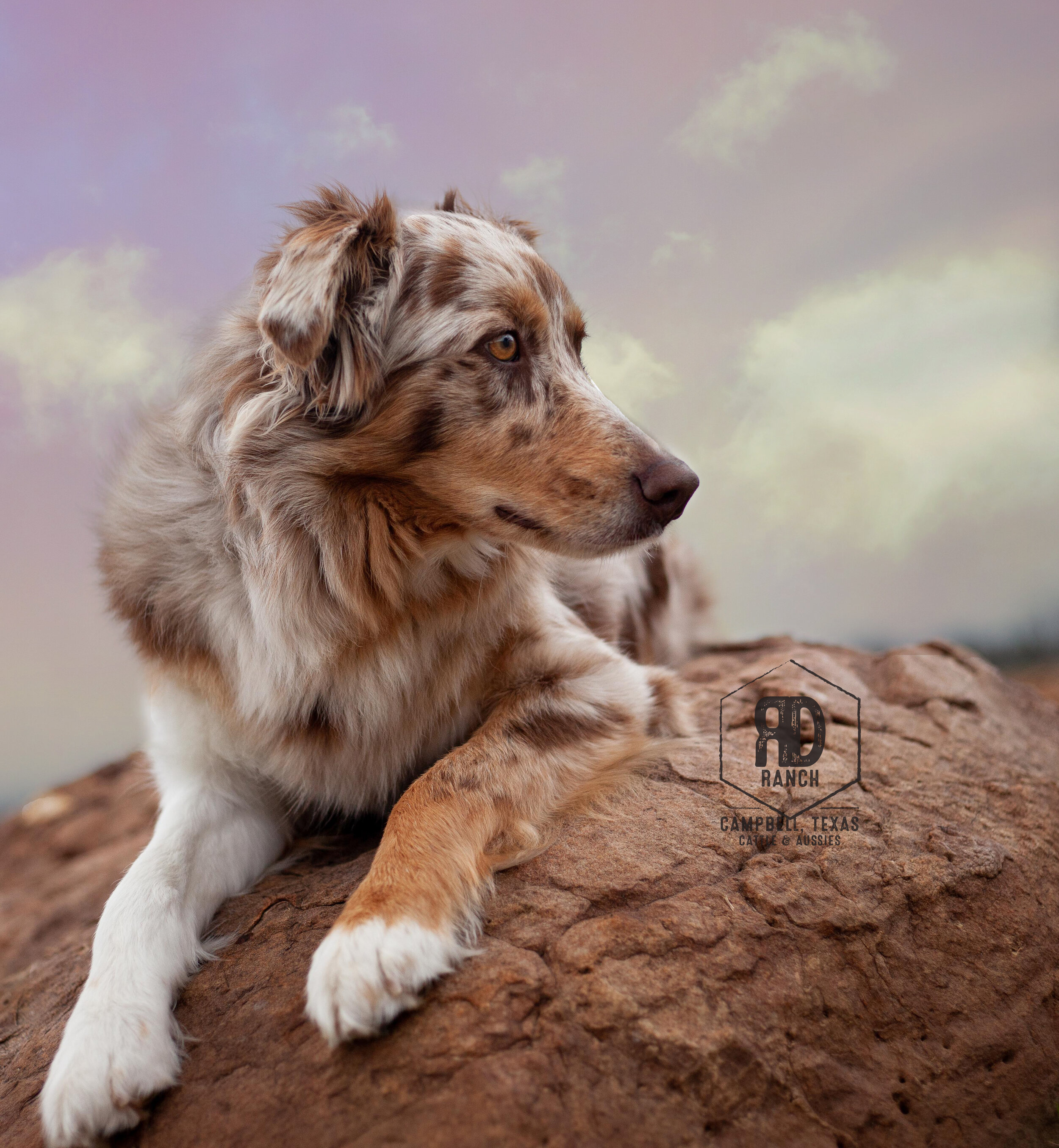 Aussies Wallpapers - Wallpaper Cave