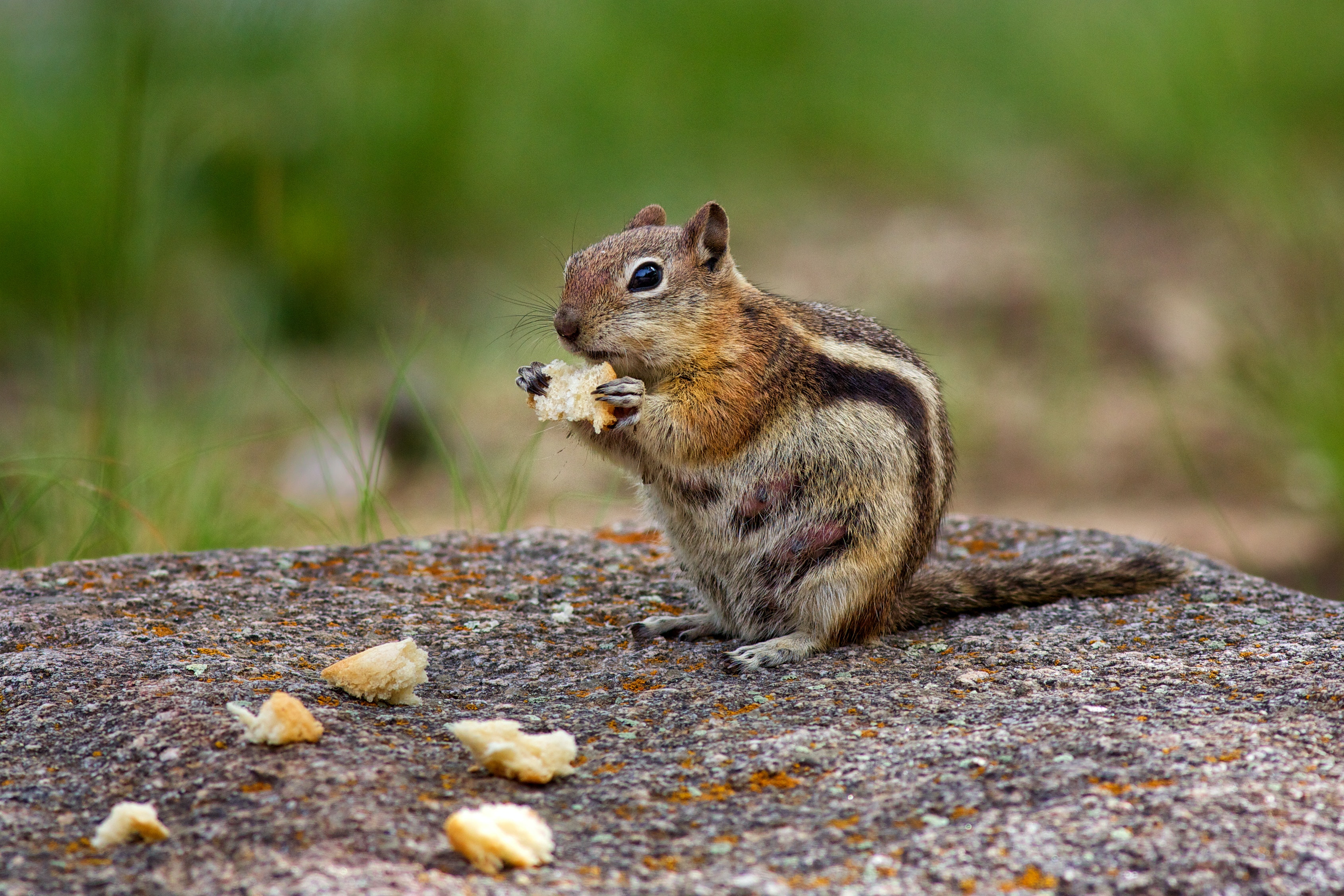 Chipmunk Twitch