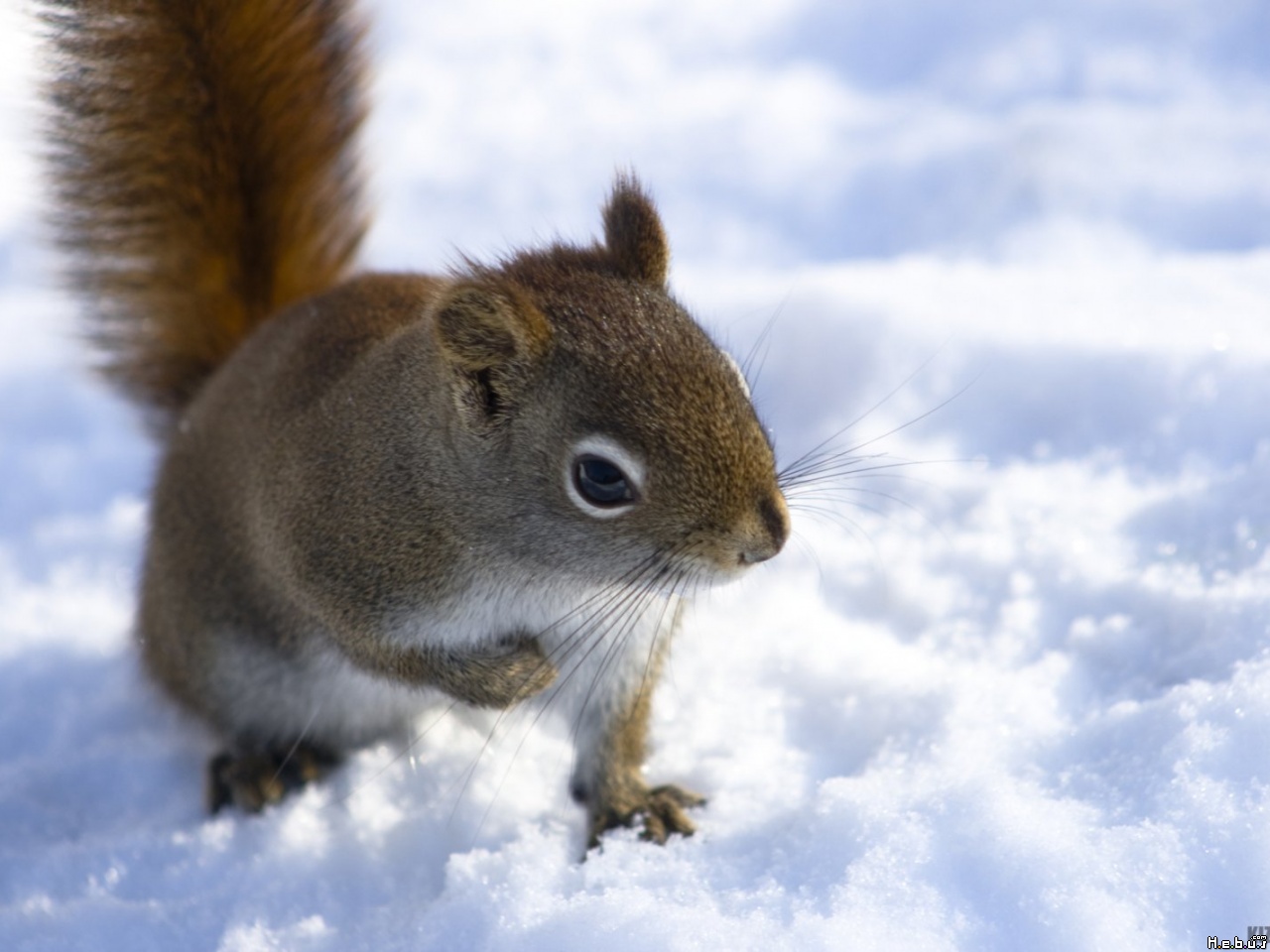 Free download Small Animal wallpaper [1280x960] for your Desktop, Mobile & Tablet. Explore Small Wallpaper. Small Babies Wallpaper, Small Print Yellow Wallpaper, Small Print Wallpaper Patterns