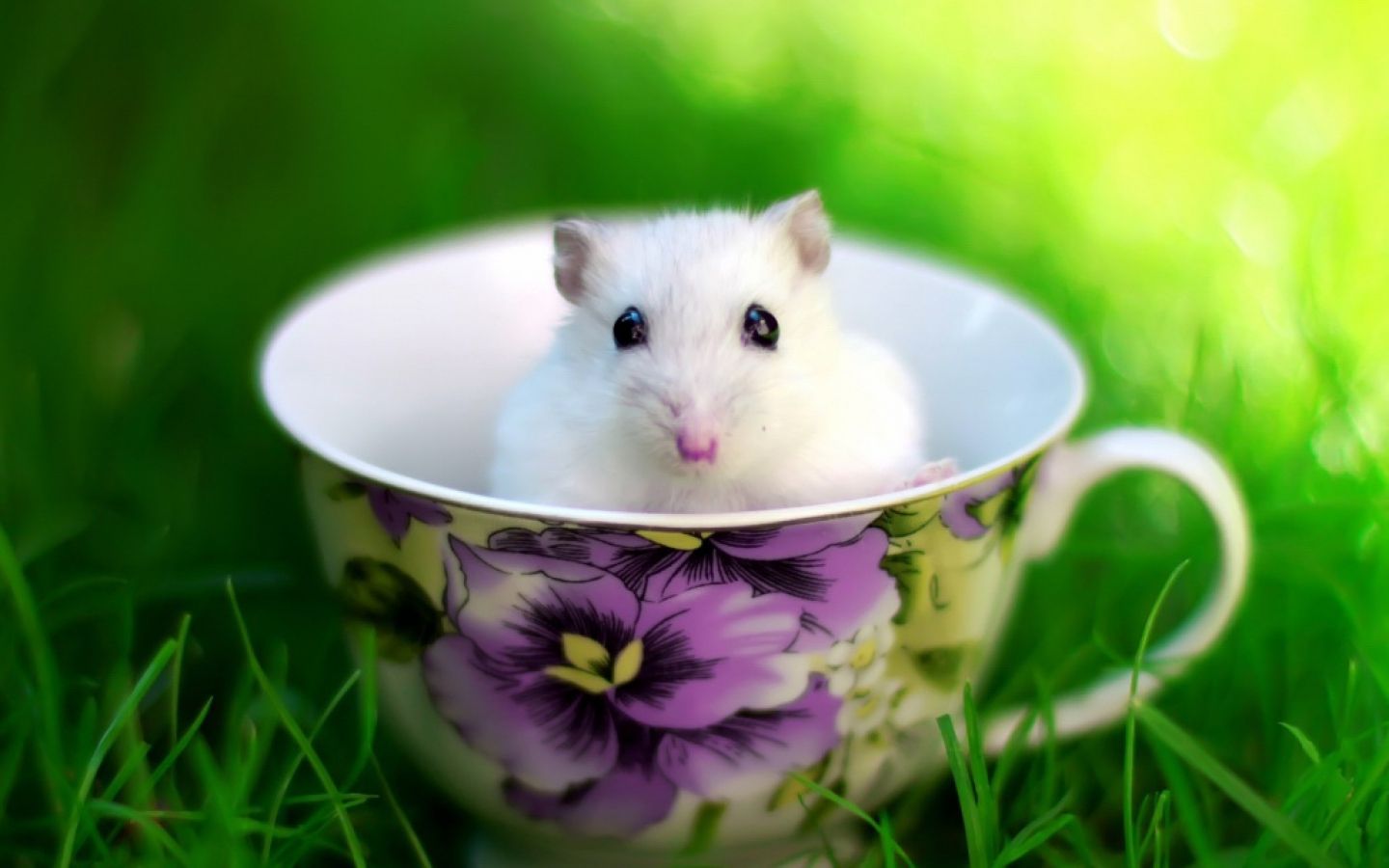 Animals Wallpaper: Mouse in a cup. Cute hamsters, Hamster, Animals image