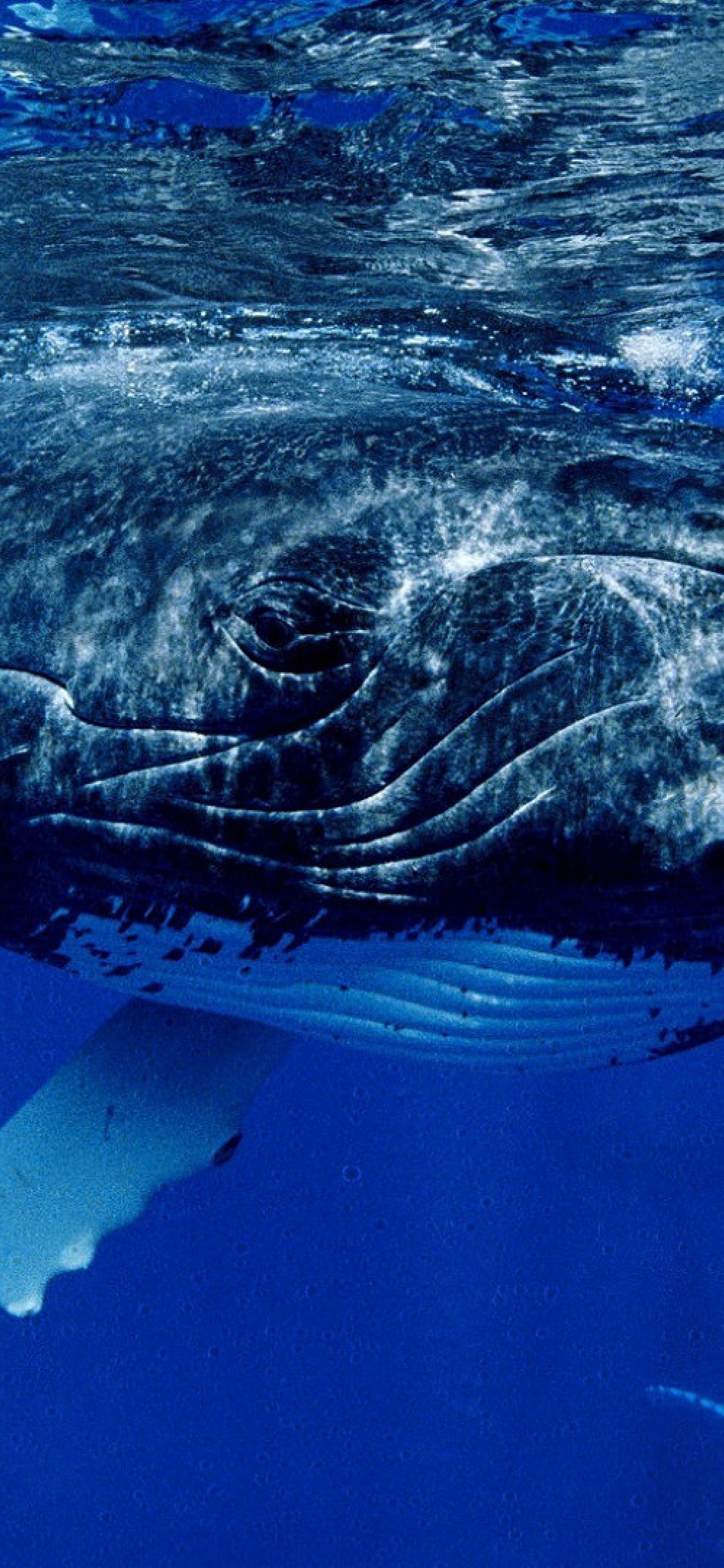 Sea Wallpaper for iPhone 11, Pro Max, X, 8, 7, 6