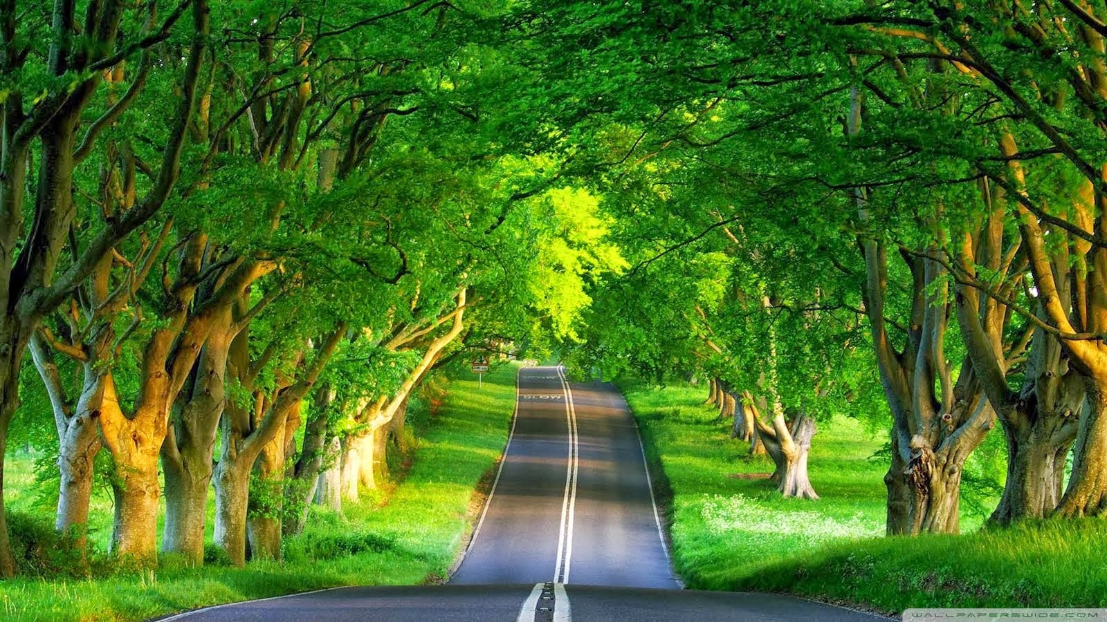 Photography Nature Picture Road Trees Wallpaperx900