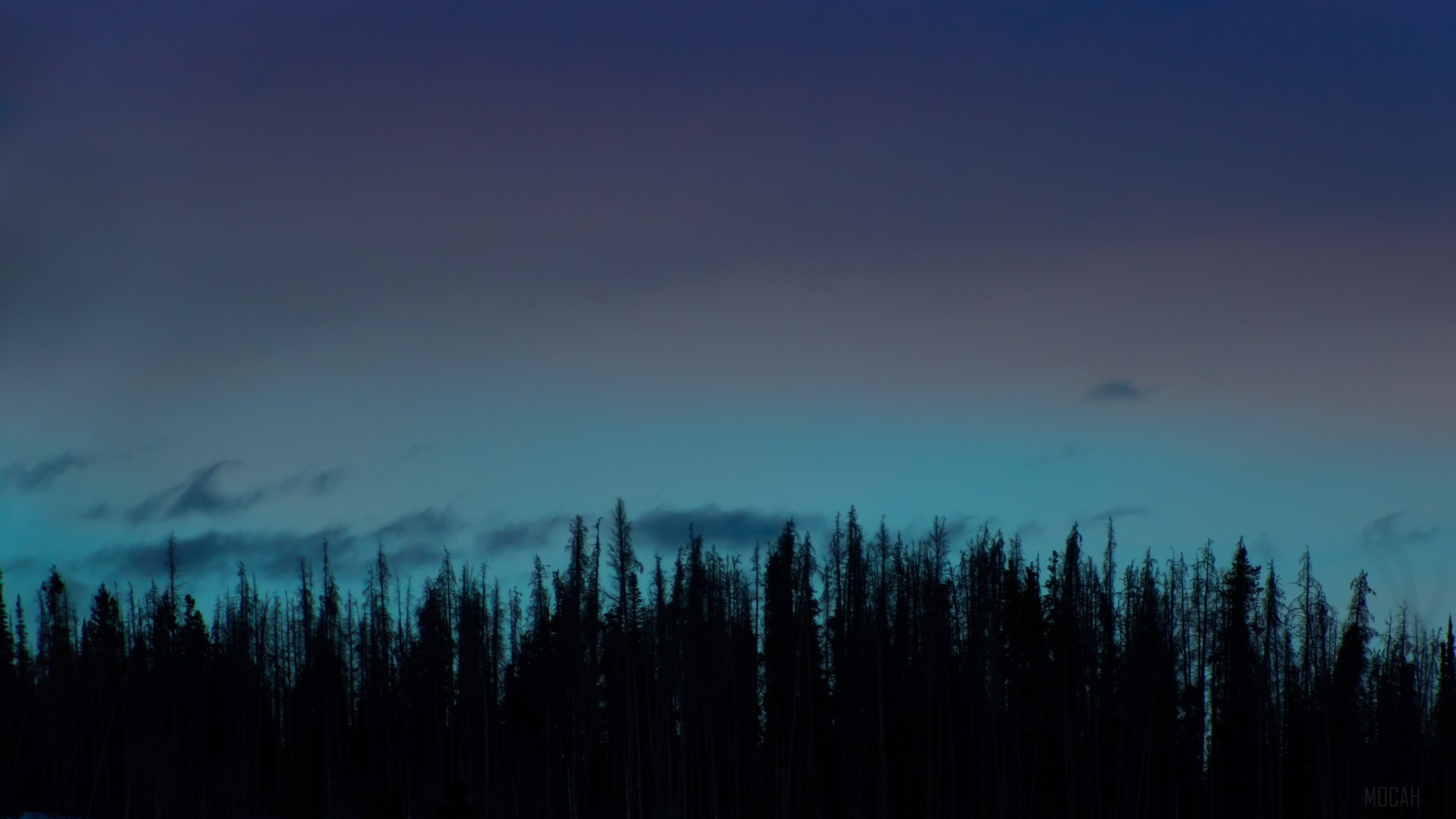 trees, night, sky 4k Gallery HD Wallpaper