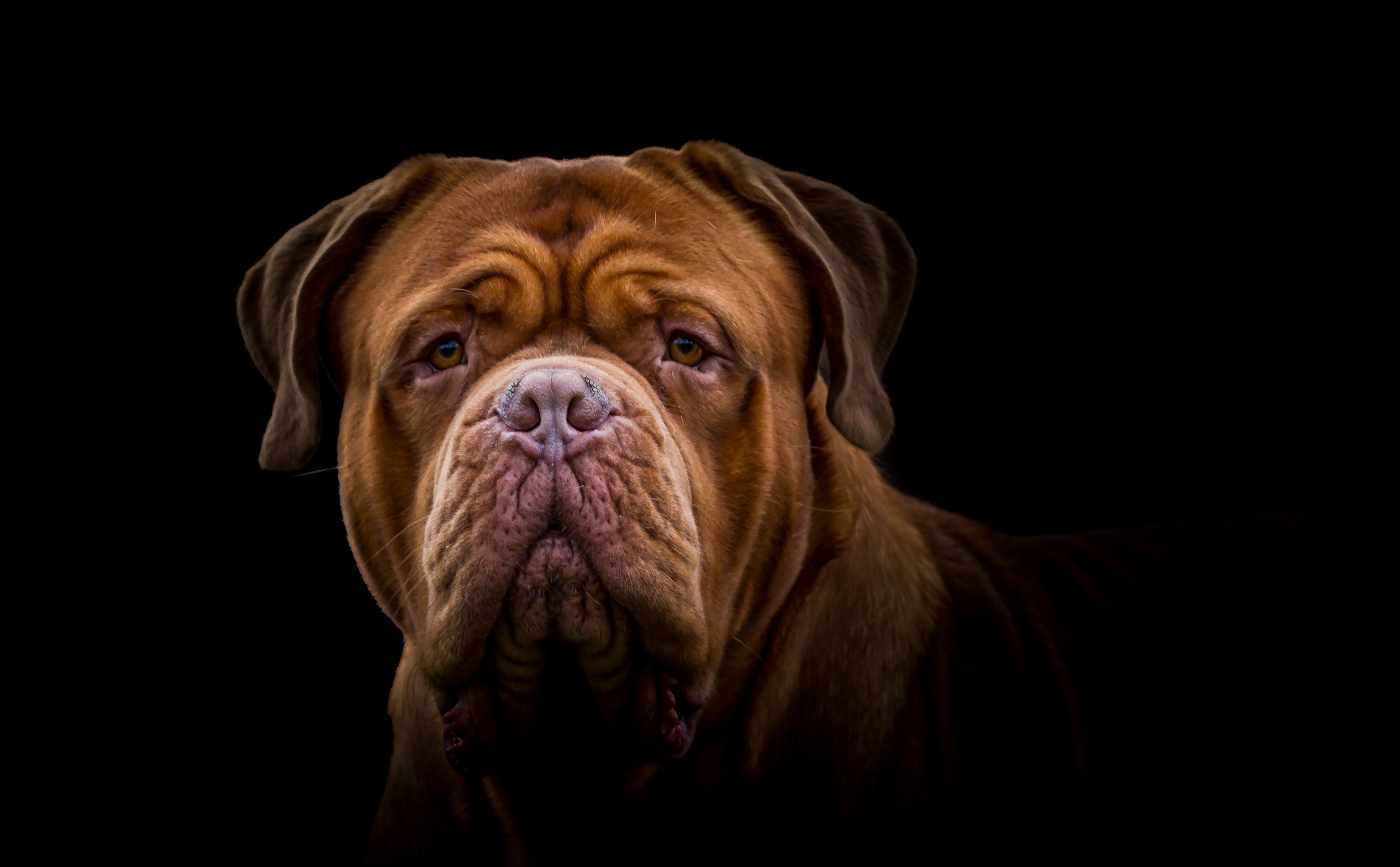 Dogue de Bordeaux HD Wallpaper