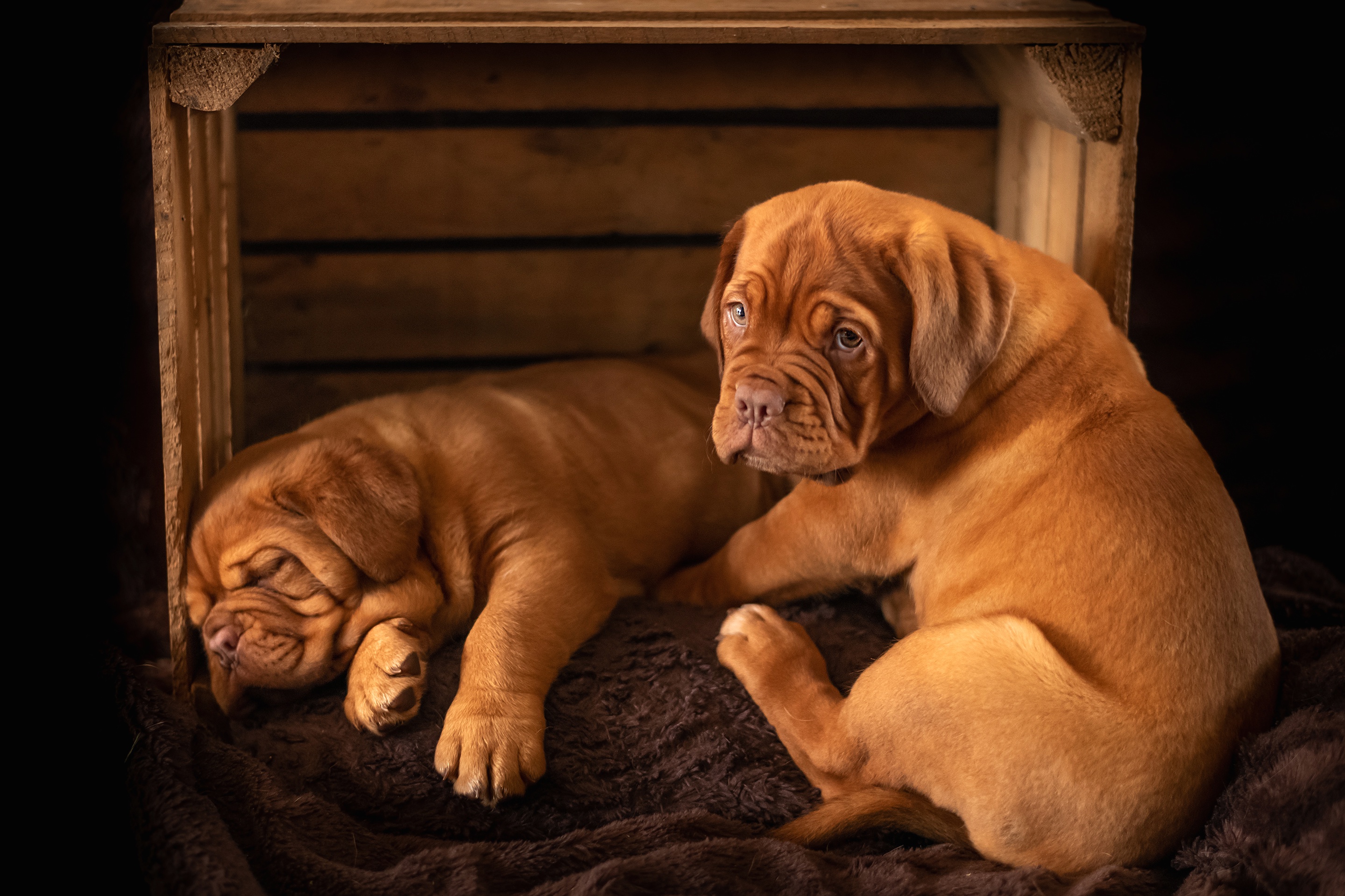 Dogue de Bordeaux HD Wallpaper