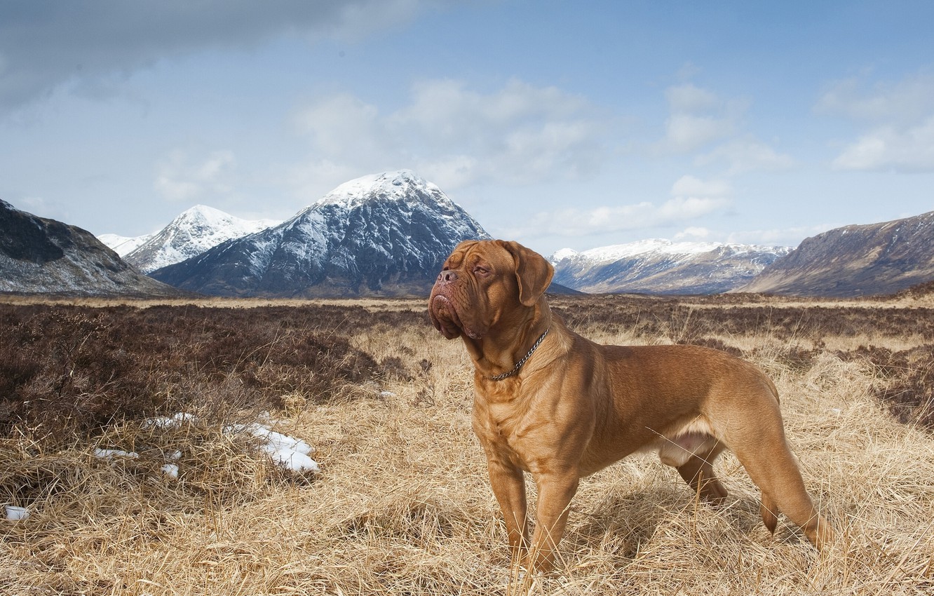 Wallpaper mountains, nature, Dogue de Bordeaux image for desktop, section собаки