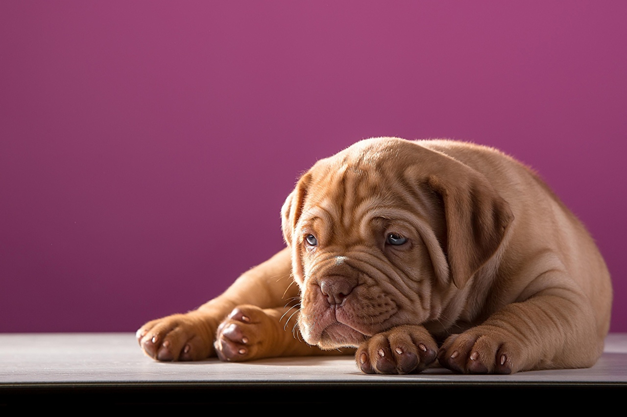 Wallpaper puppies dog Dogue de Bordeaux Animals