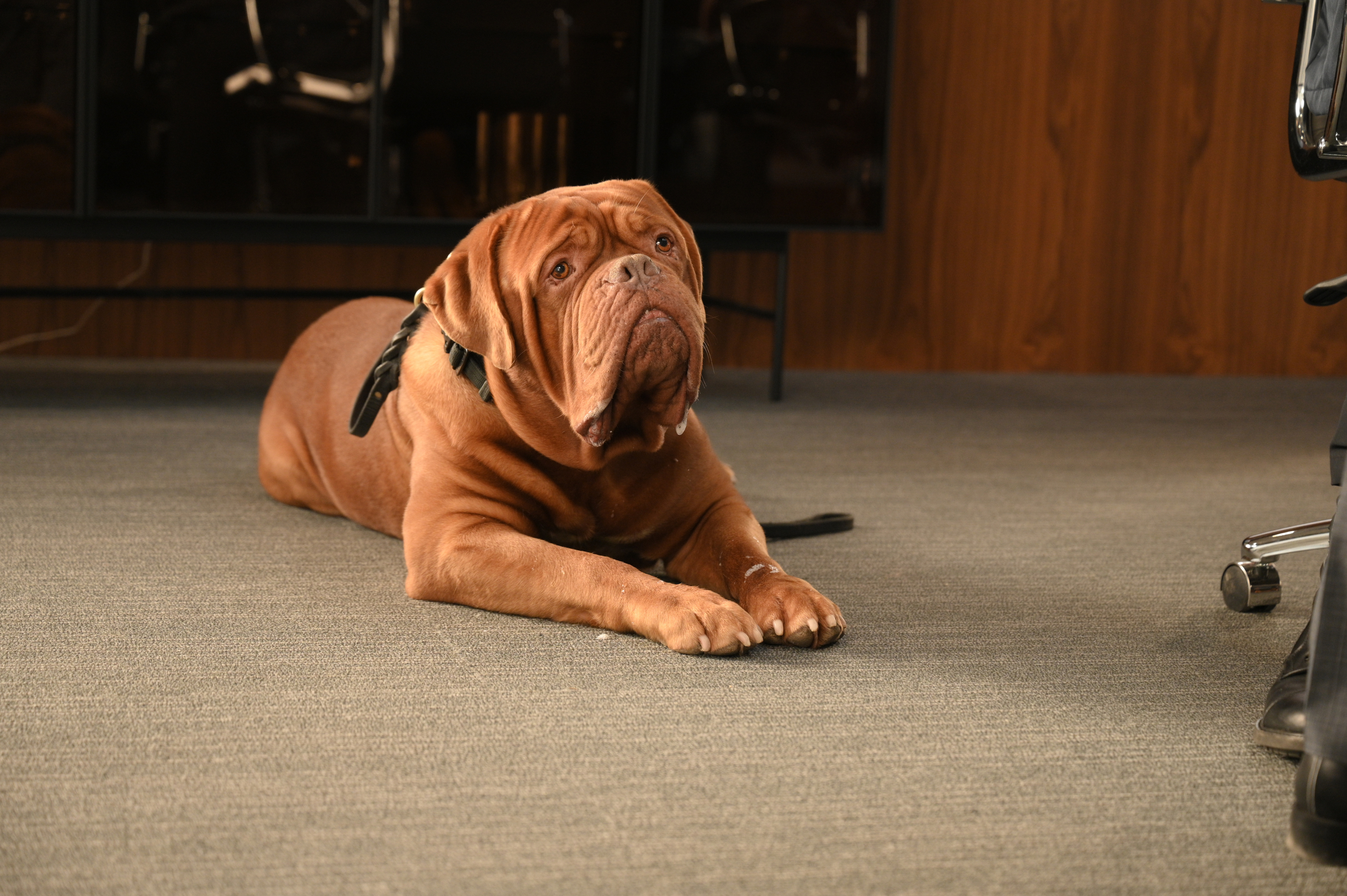 Dogue de Bordeaux HD Wallpaper and Background