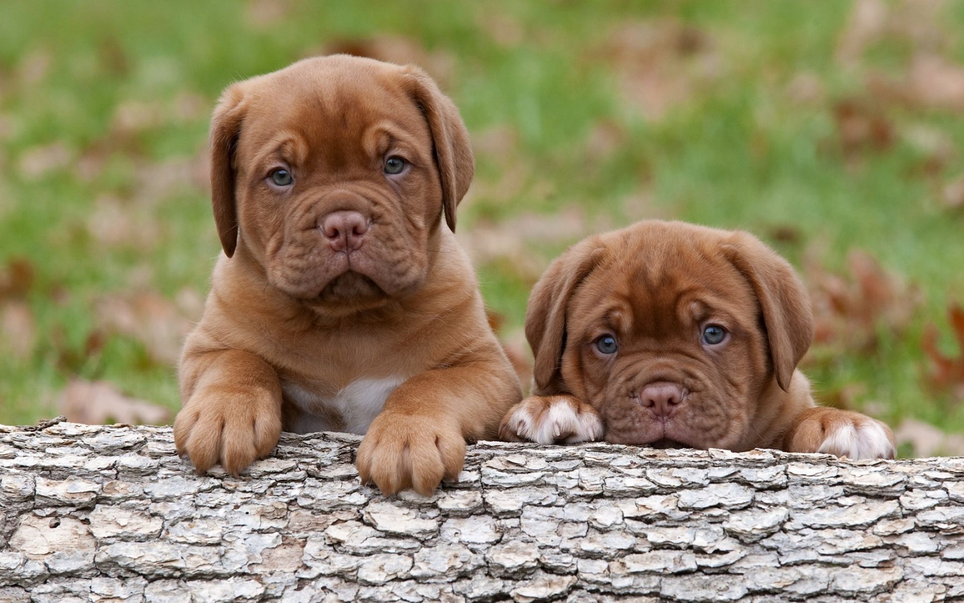 Download Dogue De Bordeaux wallpaper for mobile phone, free Dogue De Bordeaux HD picture