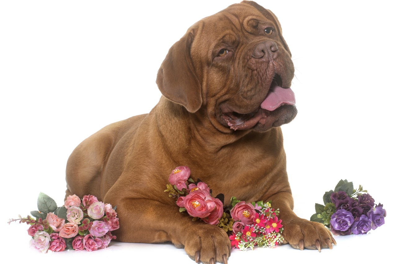 Wallpaper look, face, dog, paws, Brown, Dogue de Bordeaux image for desktop, section собаки