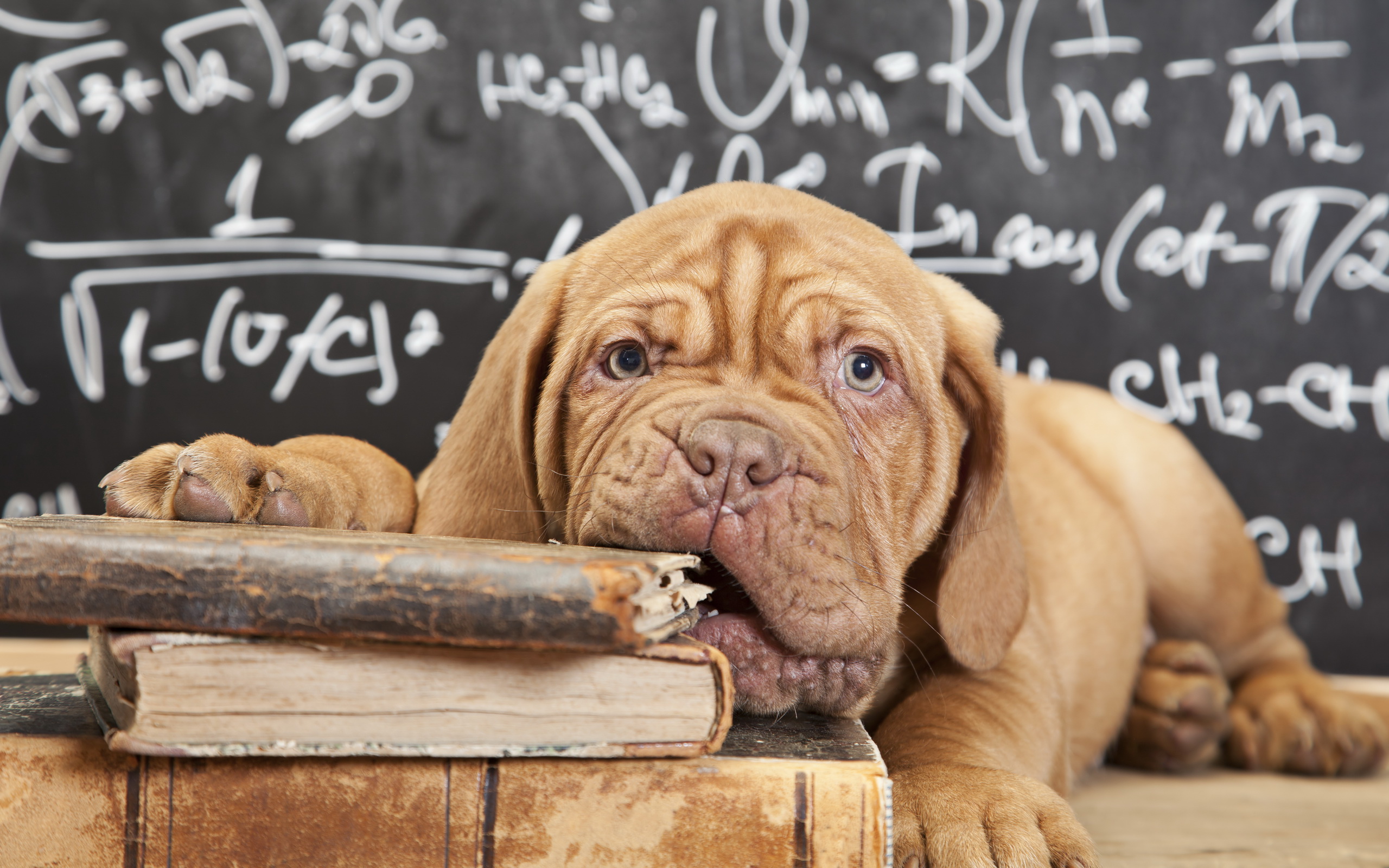 Dogue de Bordeaux HD Wallpaper and Background
