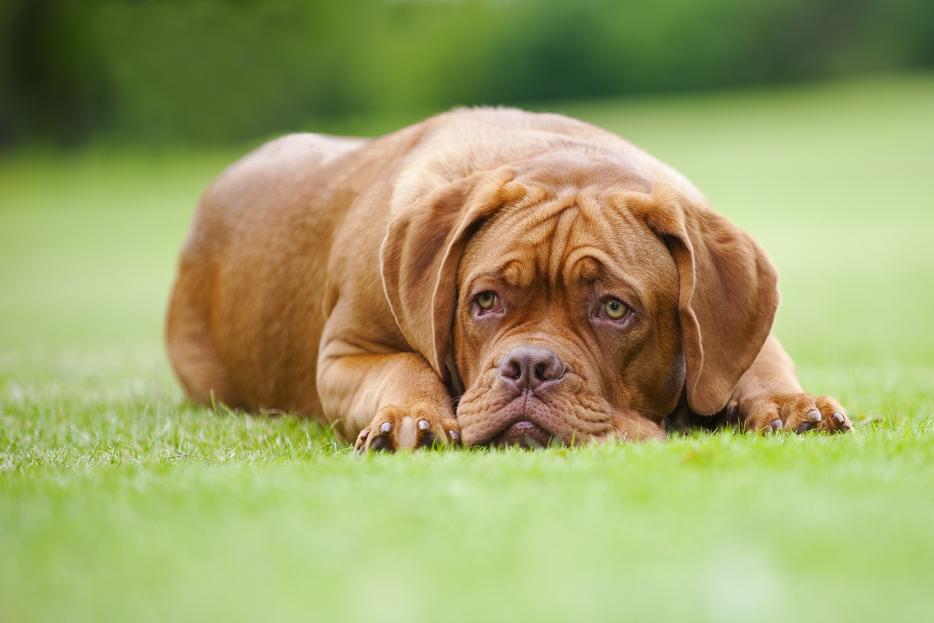 Dogs, Dogue de Bordeaux Gallery HD Wallpaper
