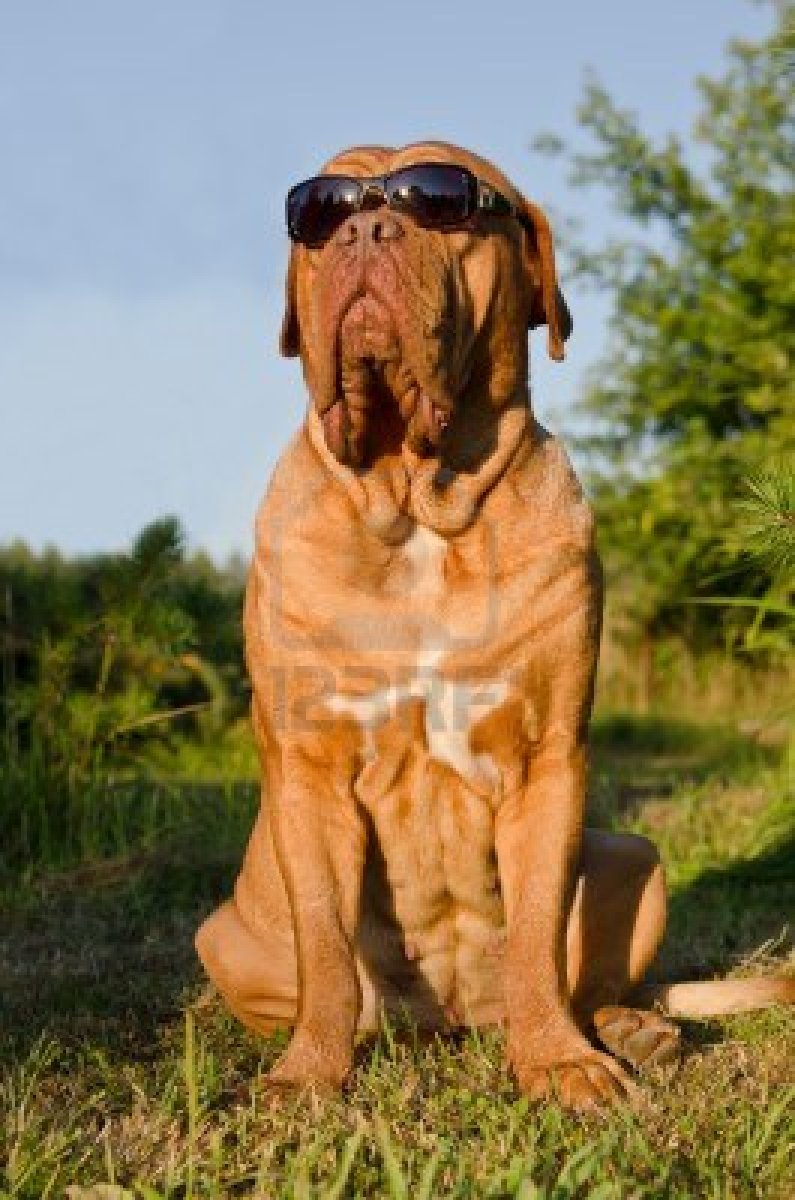 Dogue de Bordeaux dog in the glasses photo and wallpaper. Beautiful Dogue de Bordeaux dog in the glasses picture