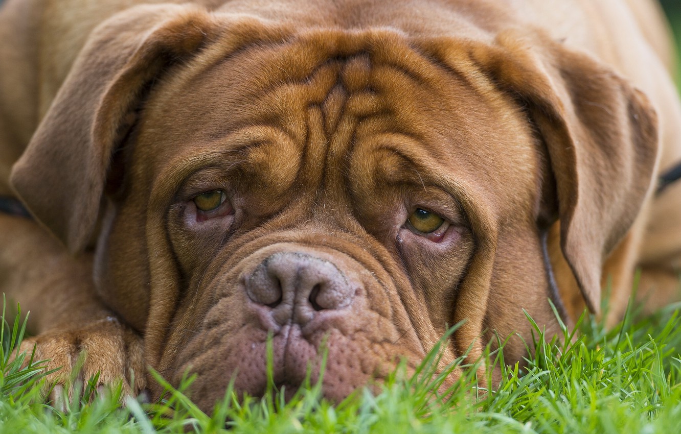 Wallpaper look, face, dog, Dogue de Bordeaux image for desktop, section собаки