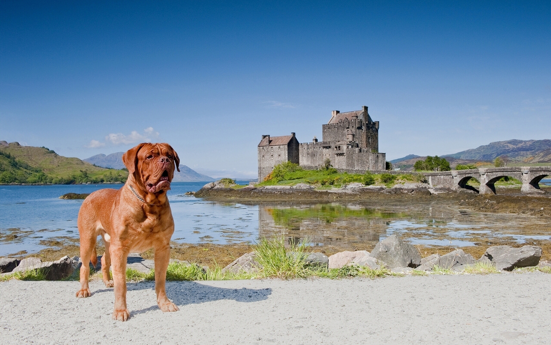 Dogue de Bordeaux and the castle Desktop wallpaper 1280x720