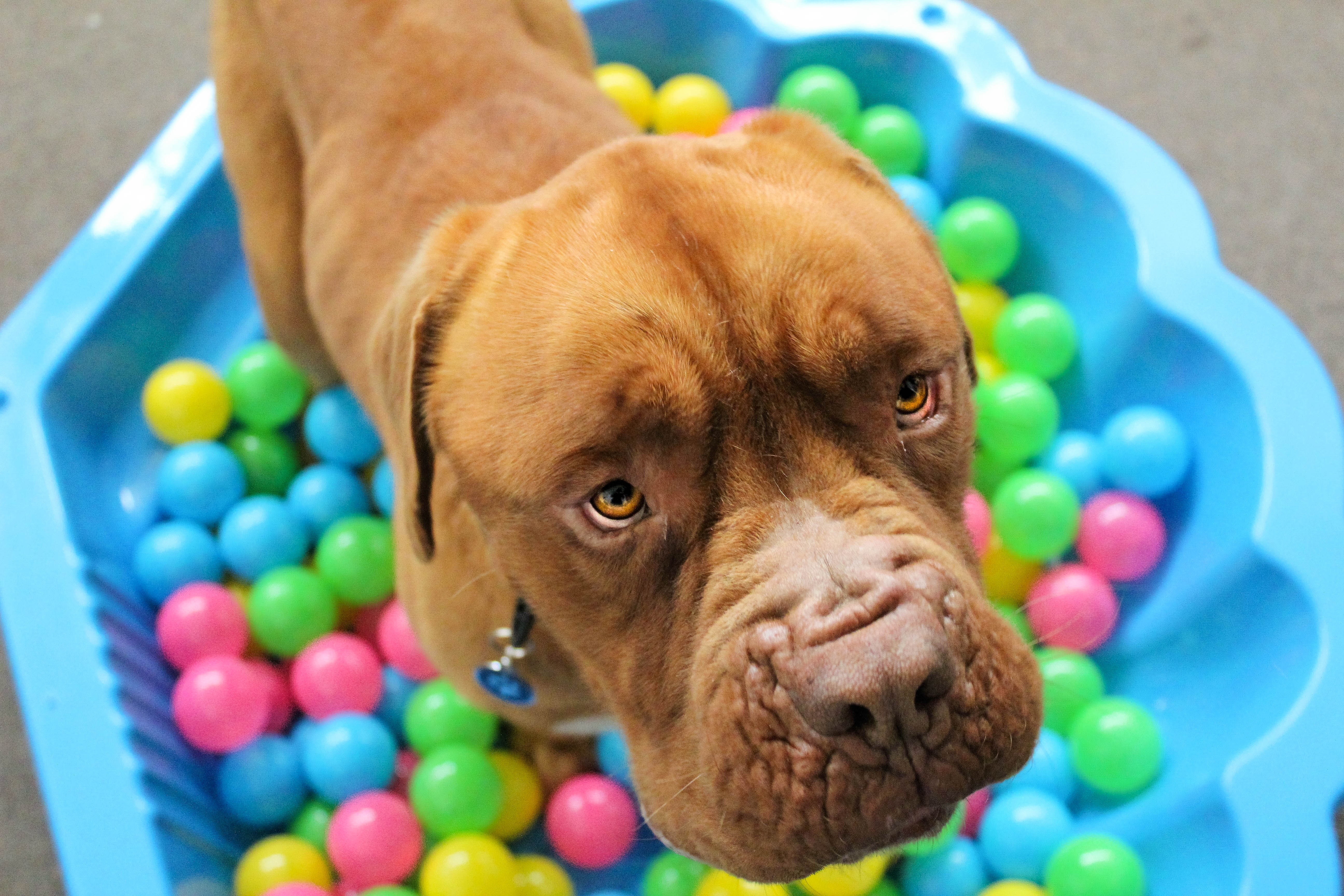 Dogue de Bordeaux 4k Ultra HD Wallpaper