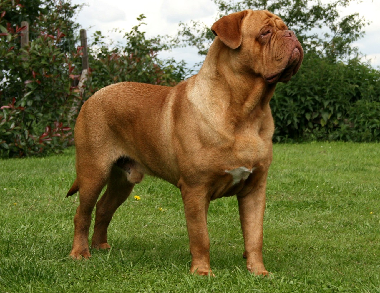 Dogue De Bordeaux Dog Info, Temperament, Puppies, Training, Picture
