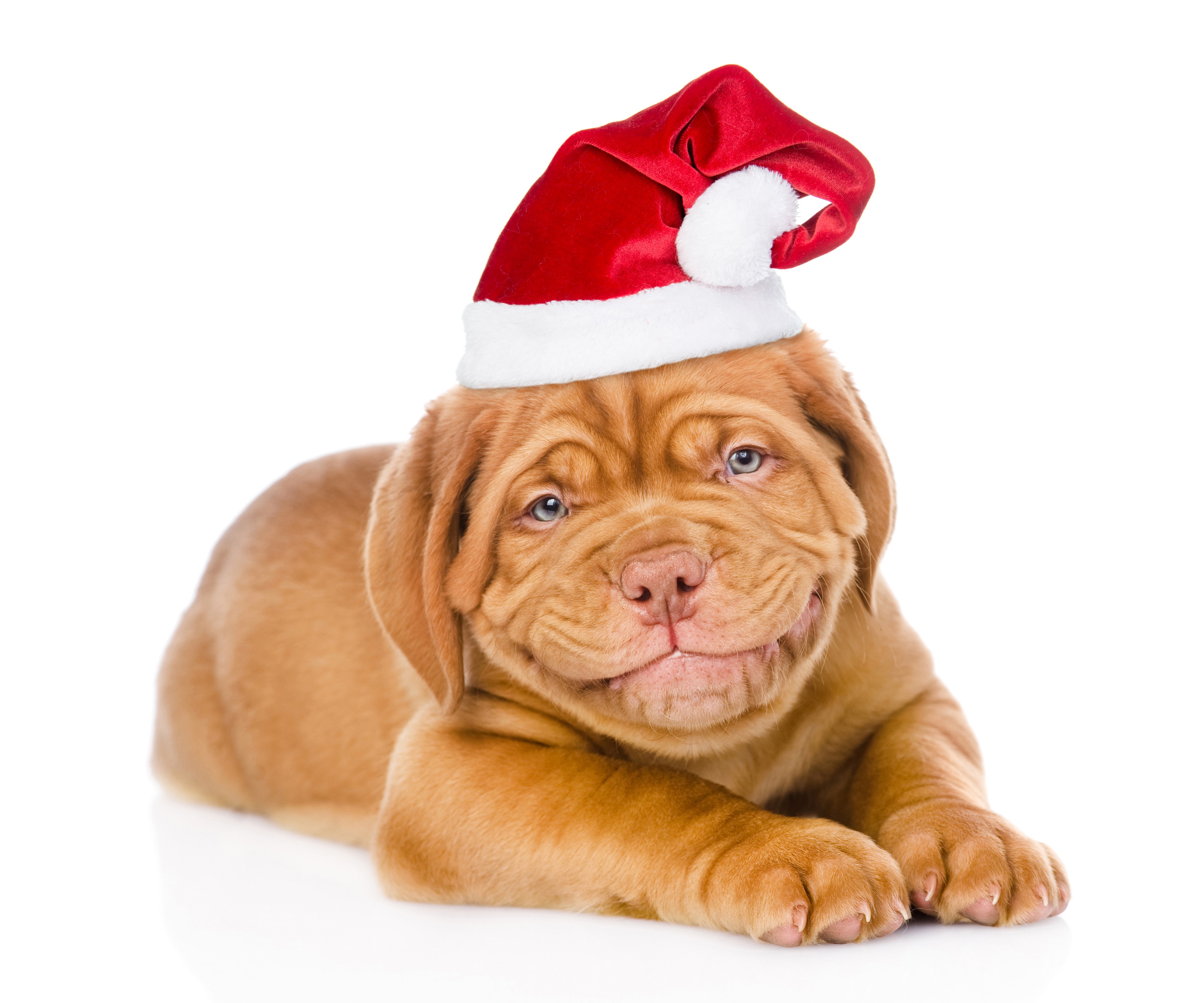 Dogs, Christmas, Dogue de Bordeaux, White background, Winter hat, Paws Gallery HD Wallpaper
