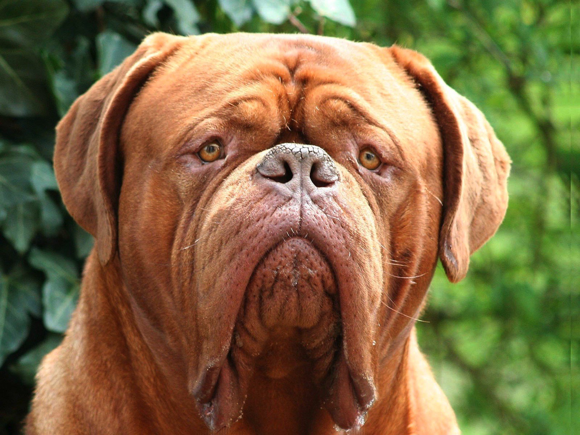 animals, Dogs, Head, Mastiff, Dogue, De, Bordeaux Wallpaper HD / Desktop and Mobile Background