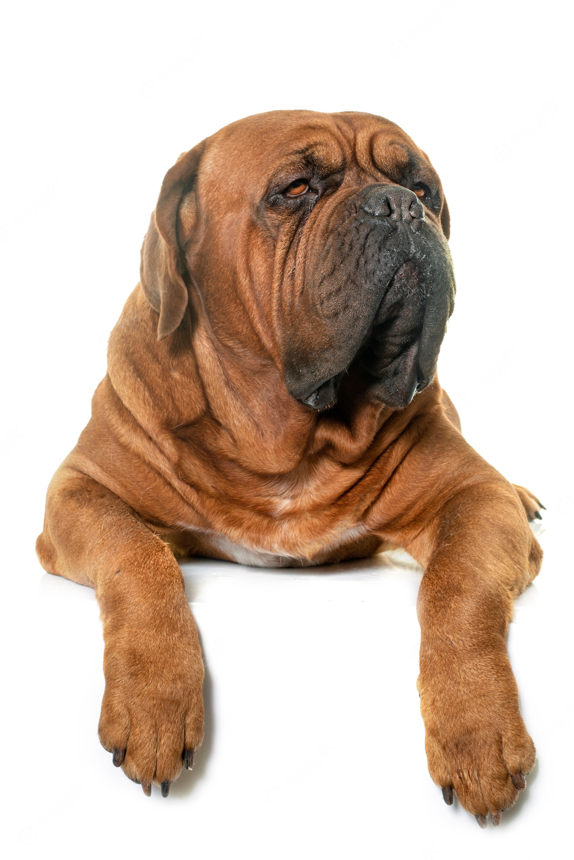 Premium Photo. Dogue de bordeaux