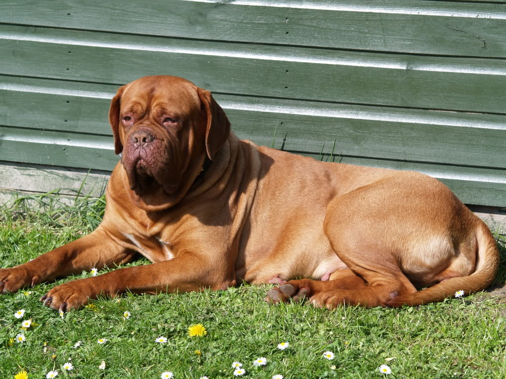 Resting Dogue de Bordeaux dog photo and wallpaper. Beautiful Resting Dogue de Bordeaux dog picture