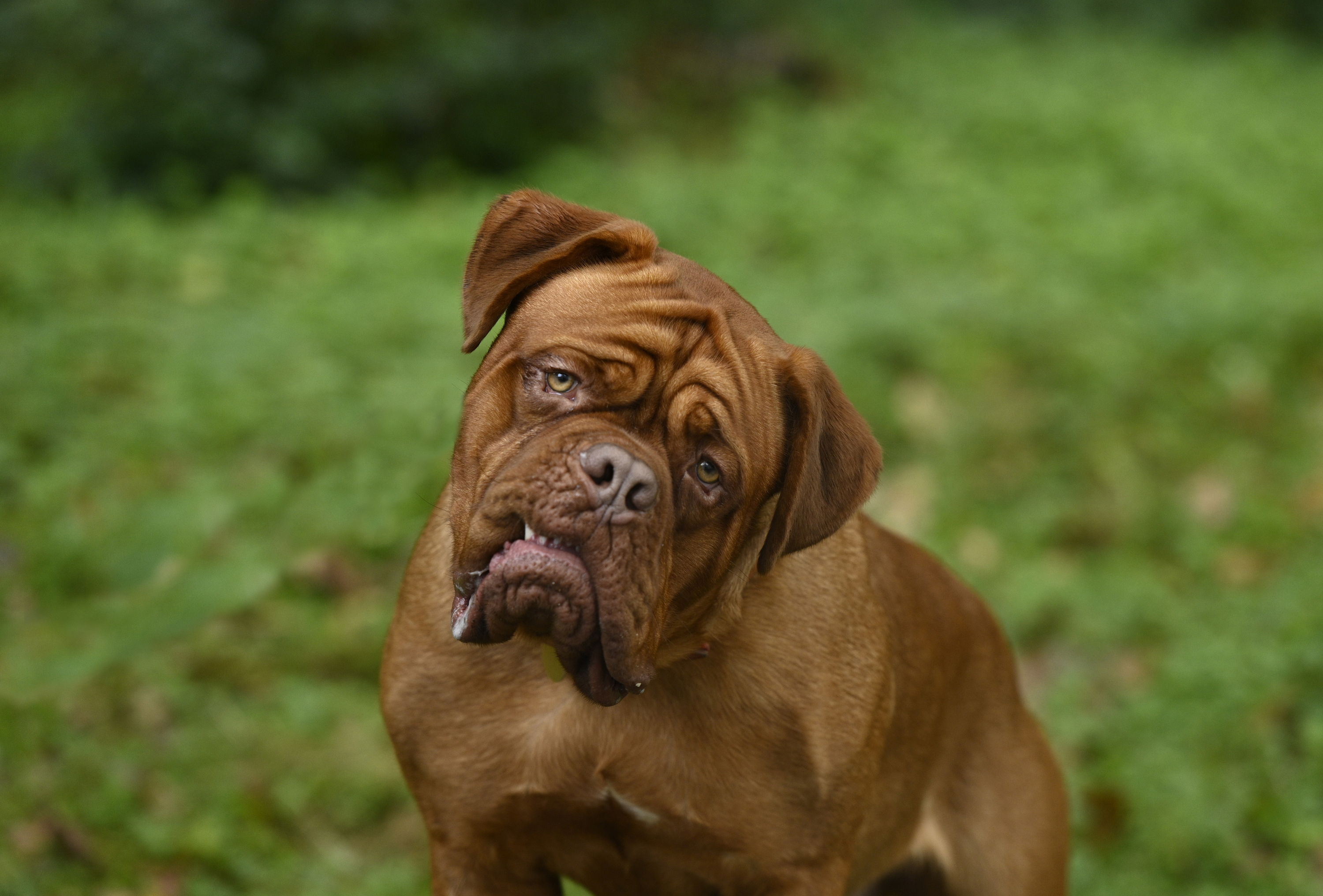 Turner and Hooch HD, Dog, Dogue de Bordeaux Gallery HD Wallpaper