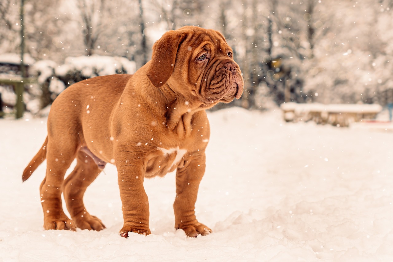 Animal Bordeaux Canine