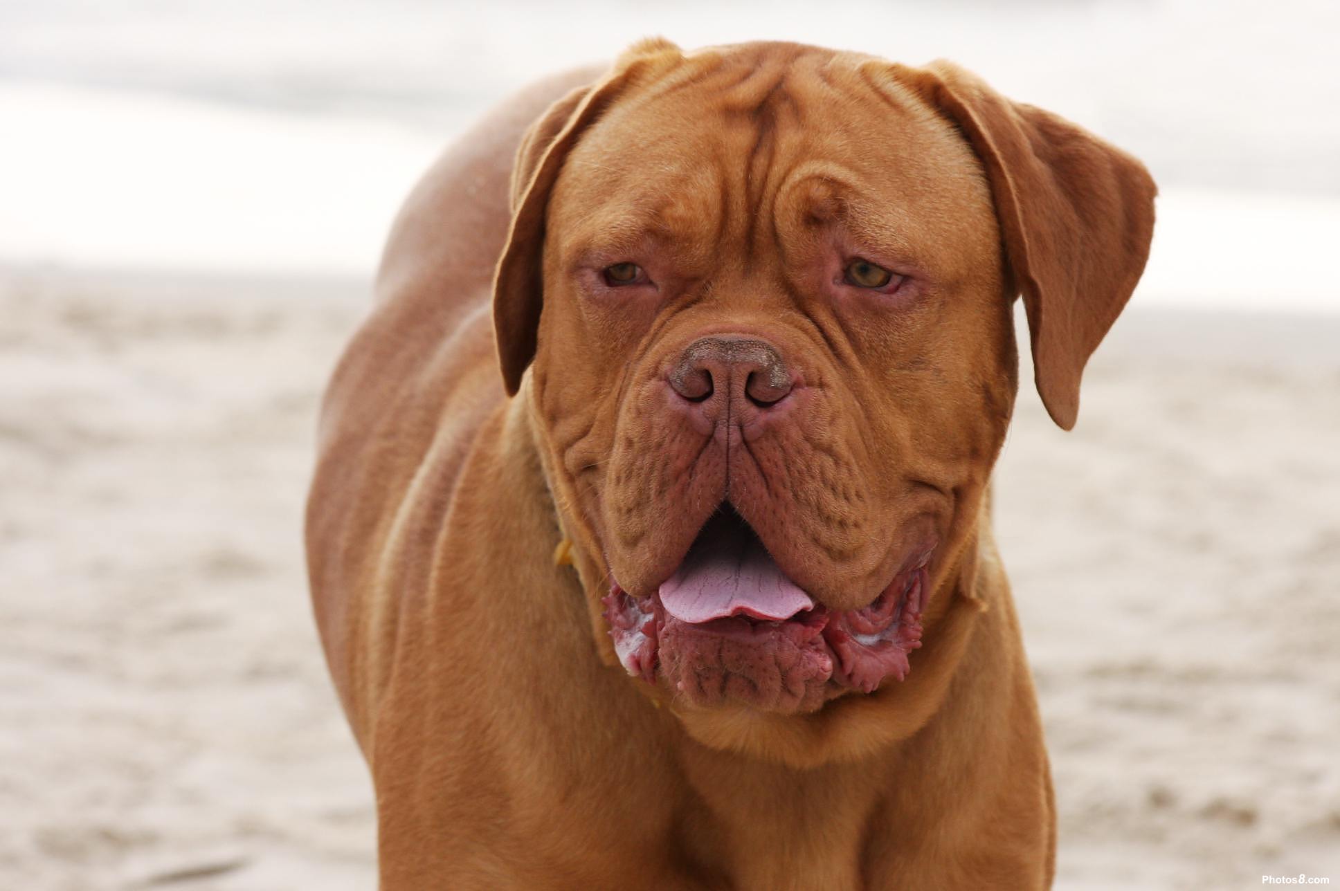Dogue de Bordeaux dog on the beach photo and wallpaper. Beautiful Dogue de Bordeaux dog on the beach picture