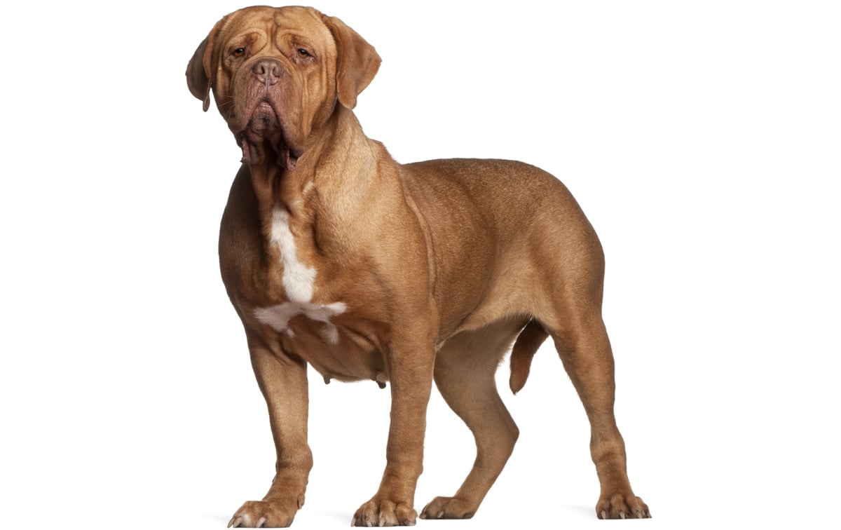 Dogue de Bordeaux Dog Breed Information, Picture, Characteristics & Facts