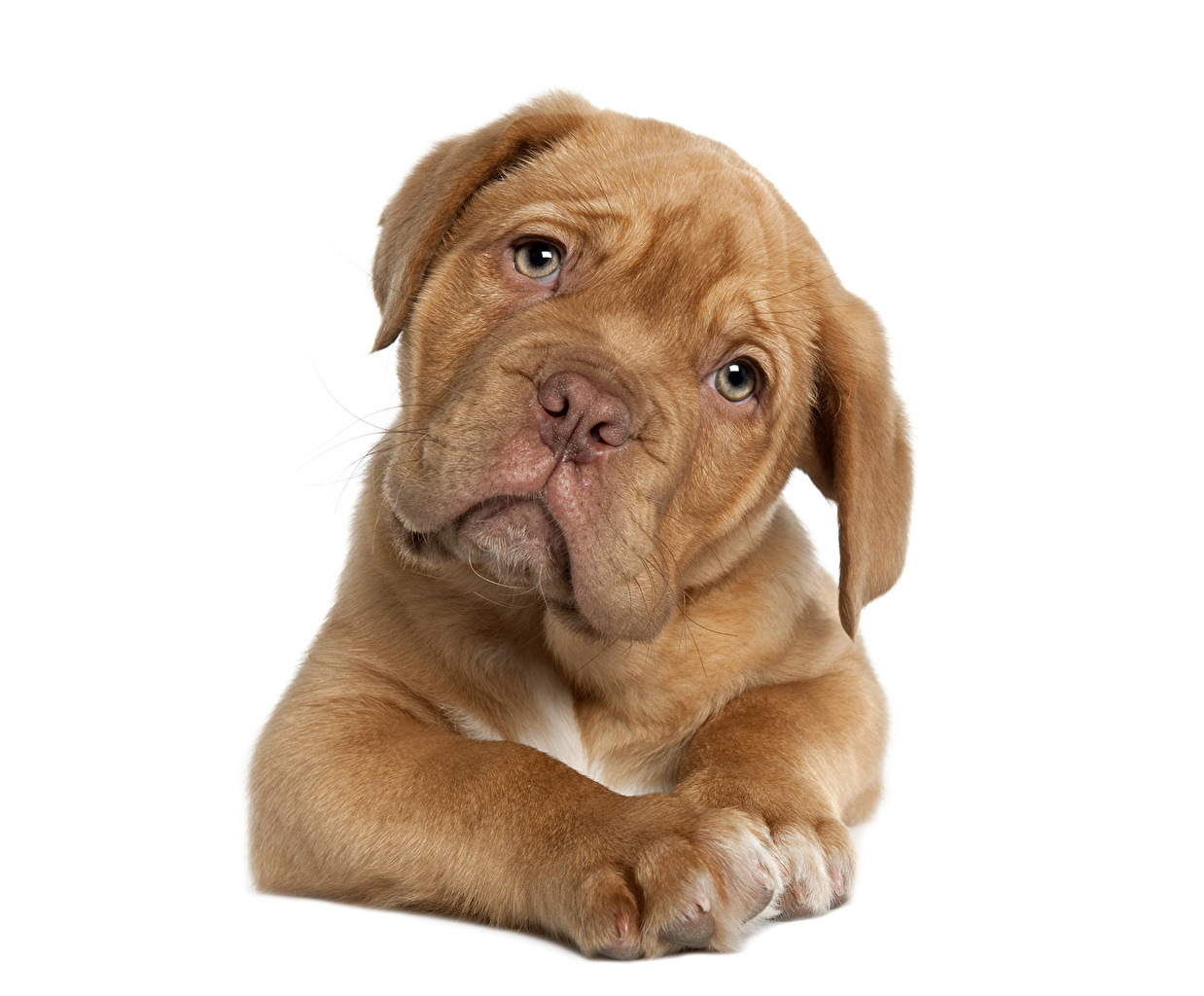 Desktop Wallpaper Puppy Dogue de Bordeaux dog animal Staring