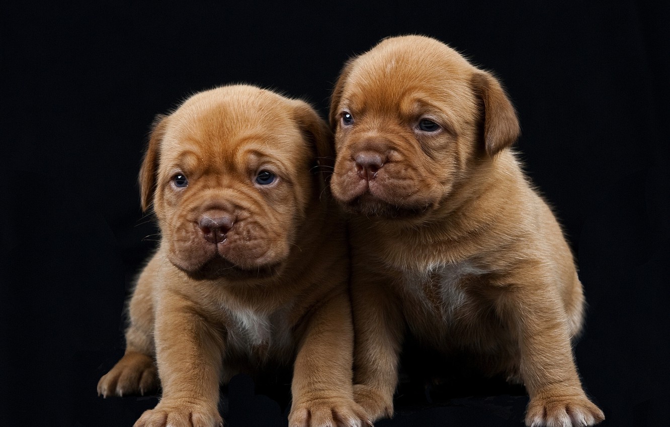 Wallpaper puppies, black background, Dogue de Bordeaux image for desktop, section собаки